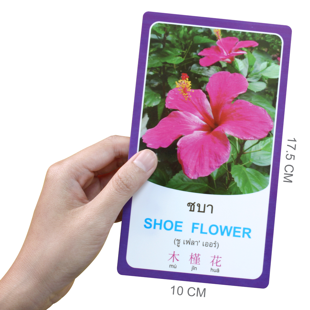 ขนาด บัตรคำ Flashcards คำศัพท์ 3 ภาษา ชุดดอกไม้ ET-325