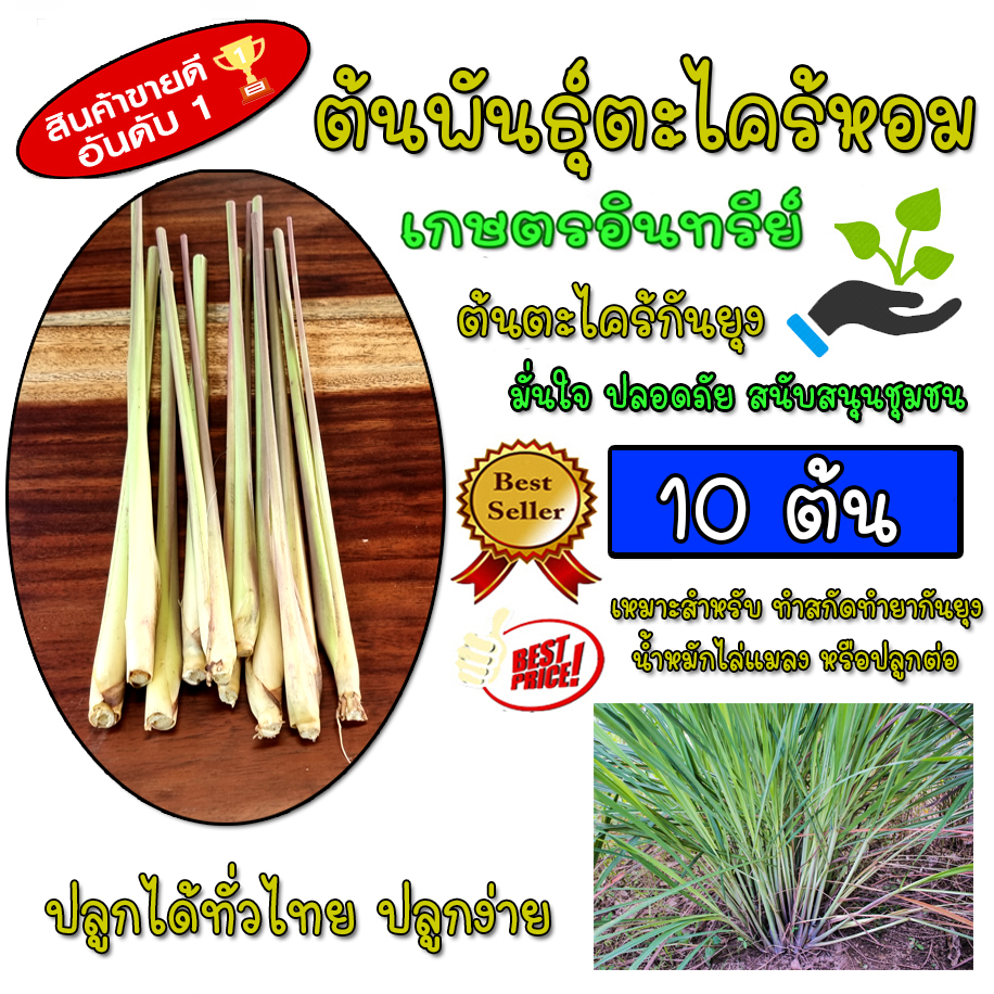 ตะไคร้หอม 10ต้น สมุนไพร,กันยุง,น้ำตะไคร้,ปรุงอาหาร พร้อมปลูก รากลำต้นแข็งแรง