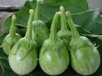 เมล็ดพันธุ์ มะเขือเปราะทรงหยดน้ำ