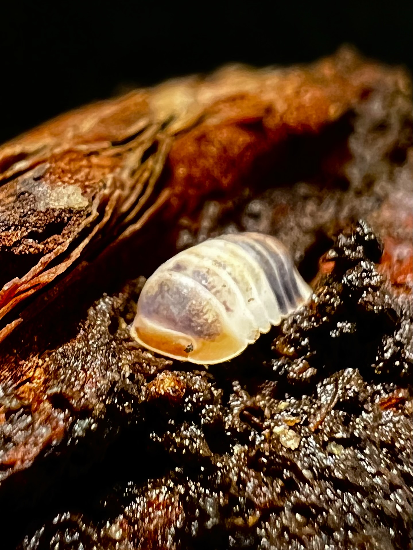 Cubaris sp. white shark 5 each