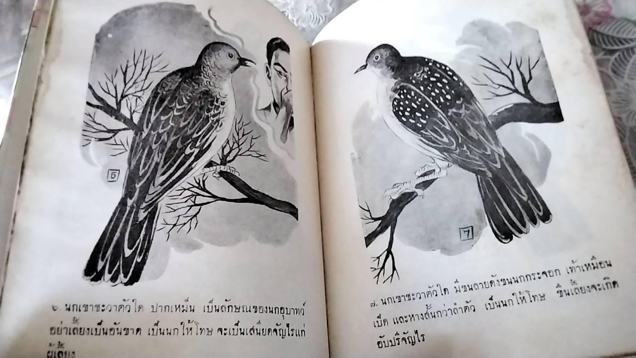 ตำราเลี้ยงและดูลักษณะนกเขาชะวา