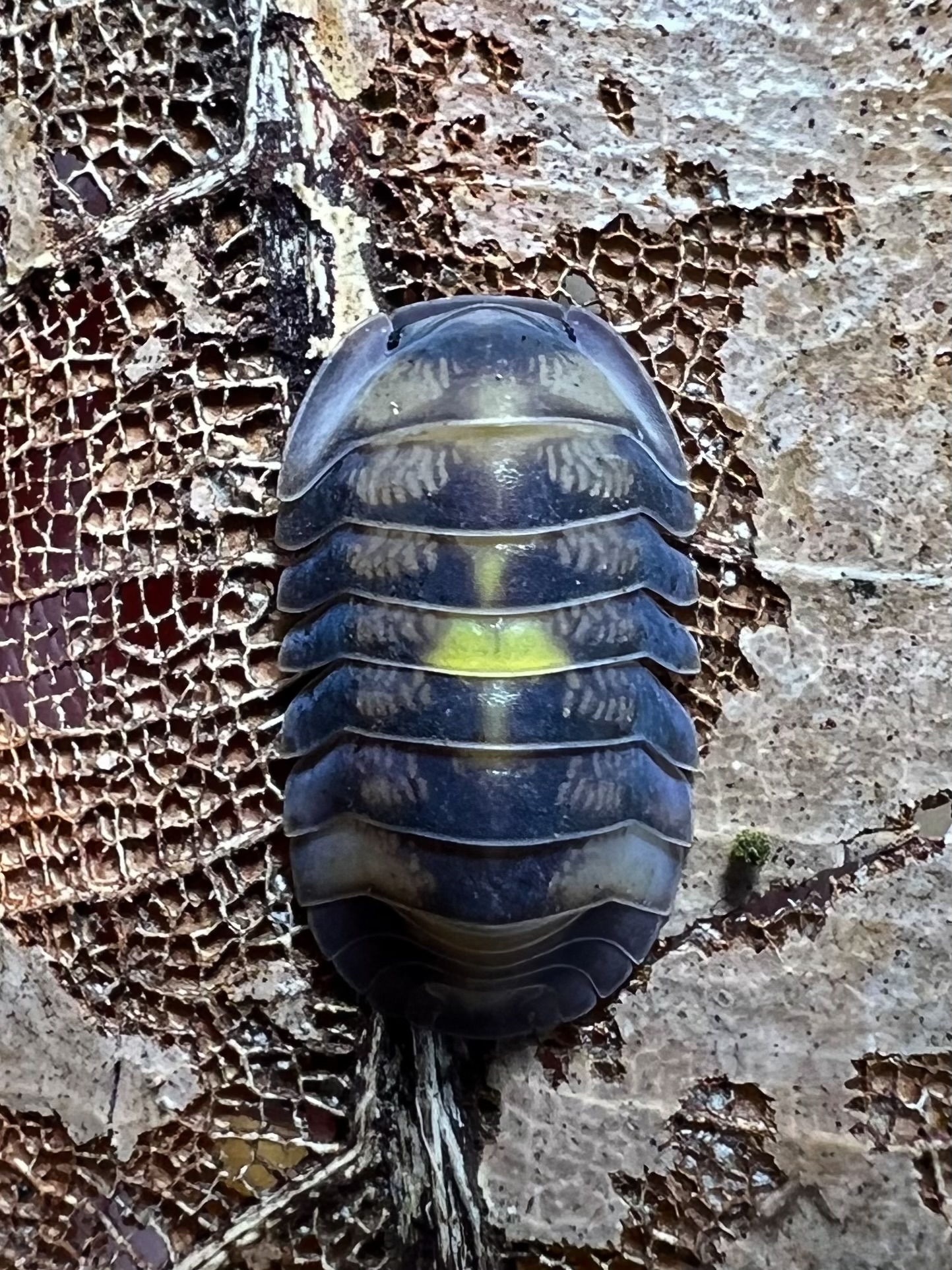 Cubaris sp. amber firefly ‘Dcf’ 5 each