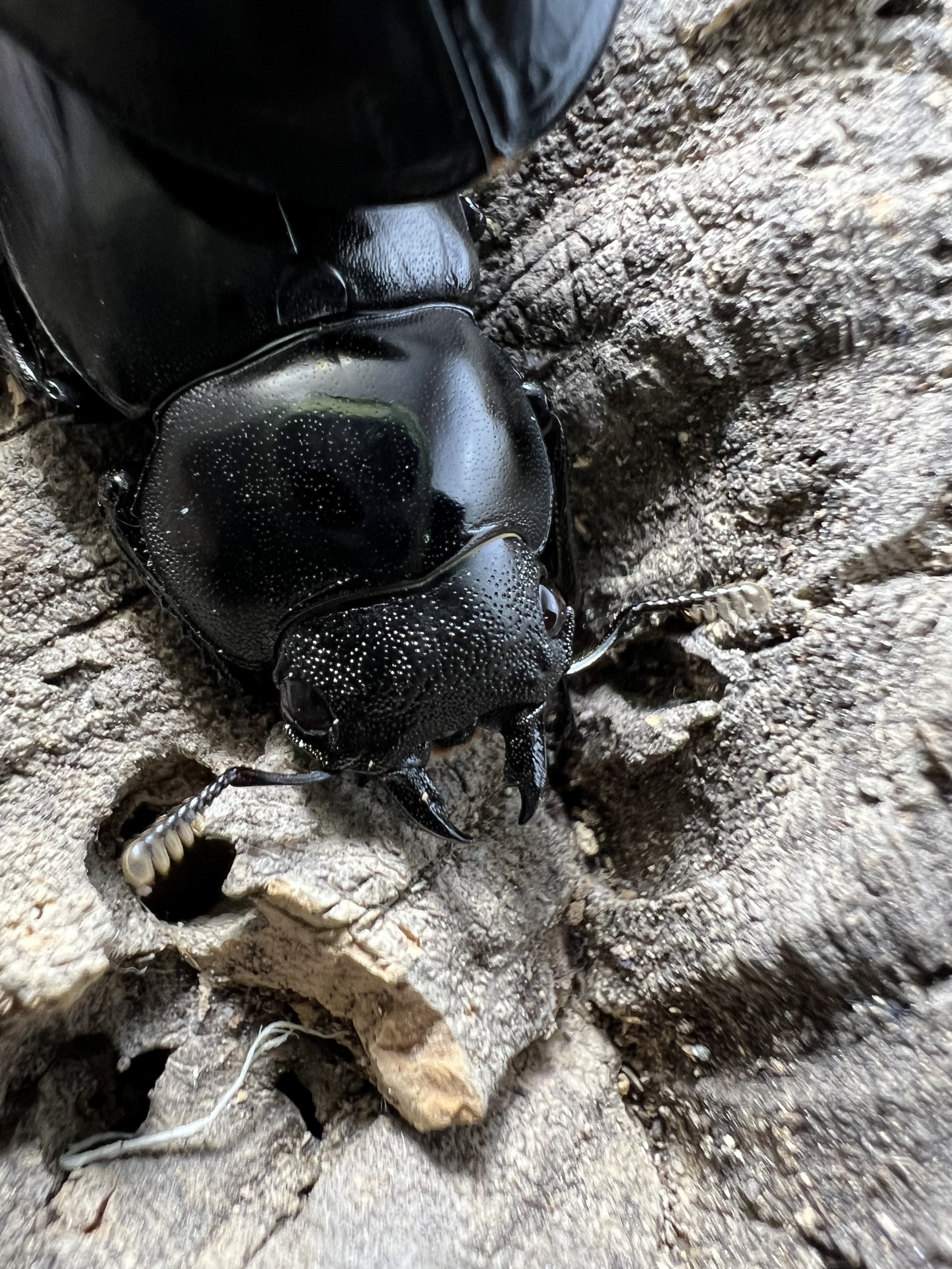 Hexarthrius vitalisi 71mm. Pair