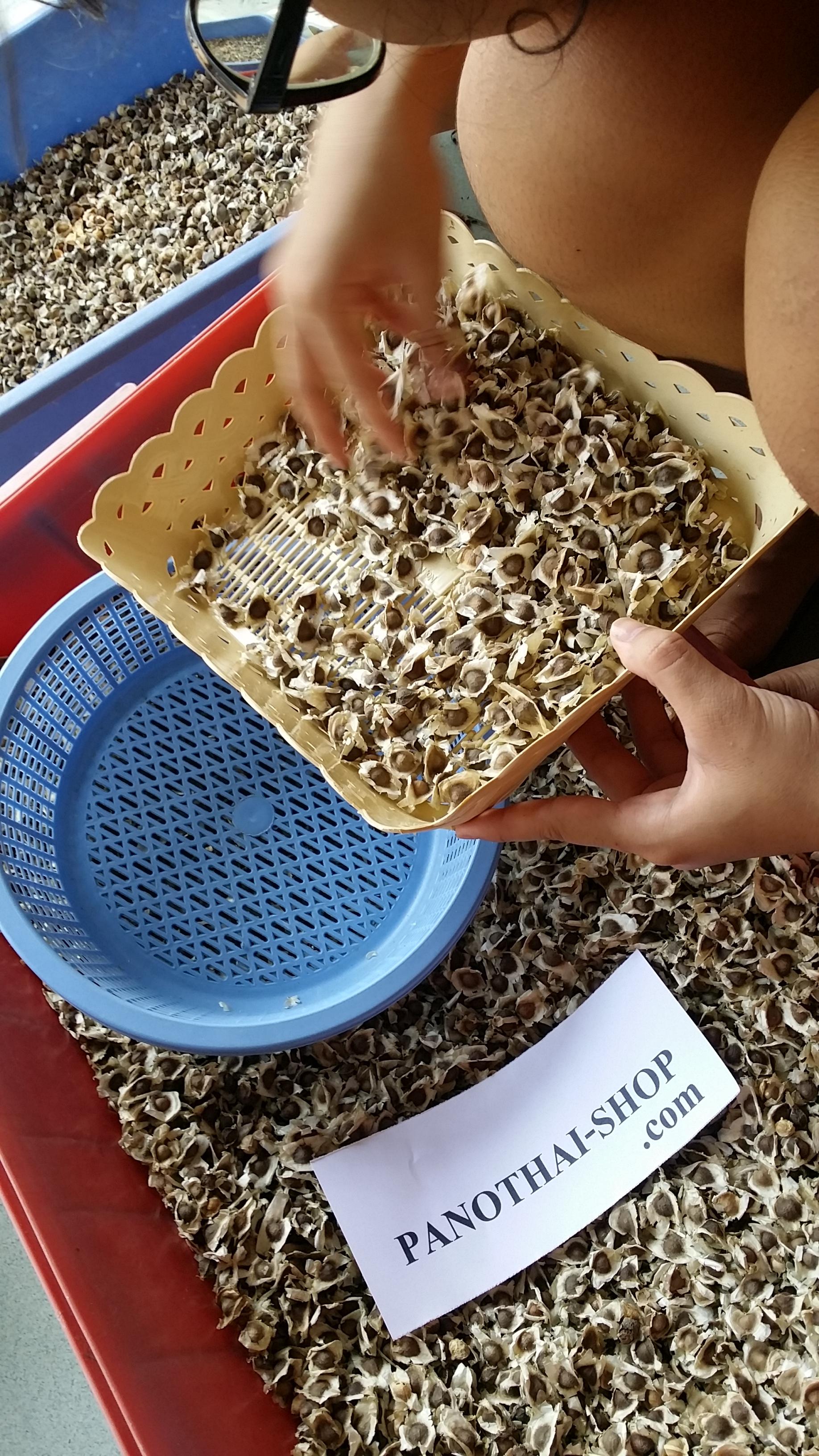 เมล็ดมะรุมแห้งคัดเกรด 1 กิโลกรัม.