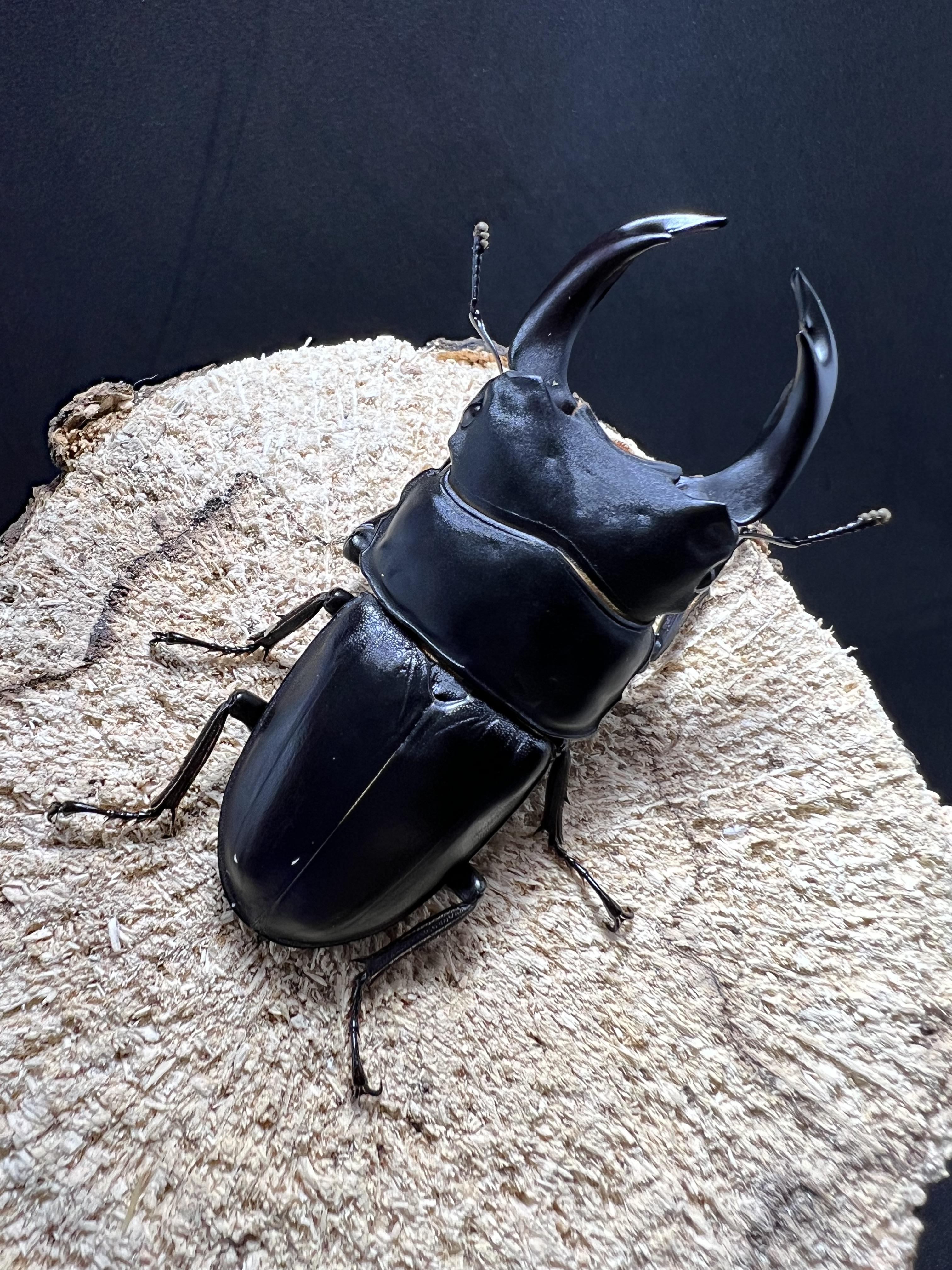 Dorcus hopei binodulosus 72mm.