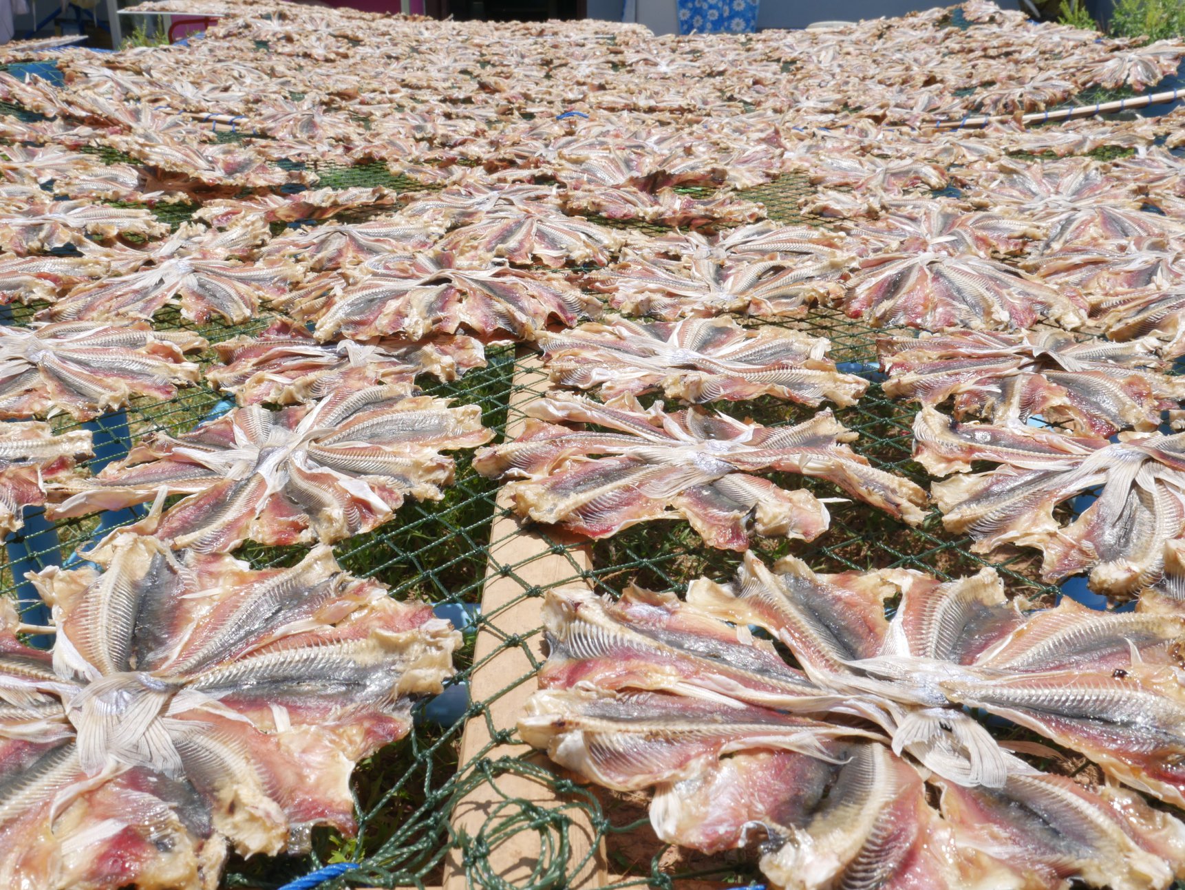 ปลาหัวโม่ง 100 วง ขายส่ง เอาไปแพคเอง