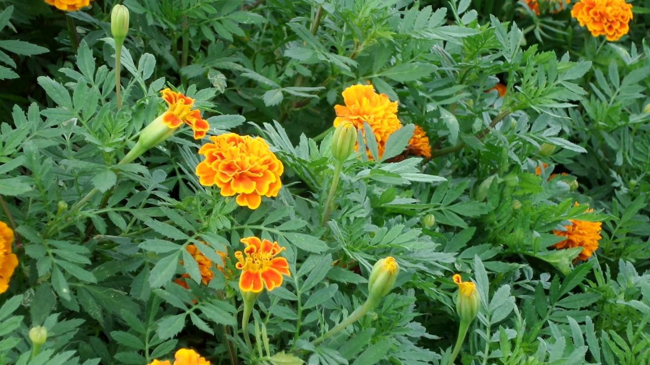 ดาวเรืองฝรั่งเศส