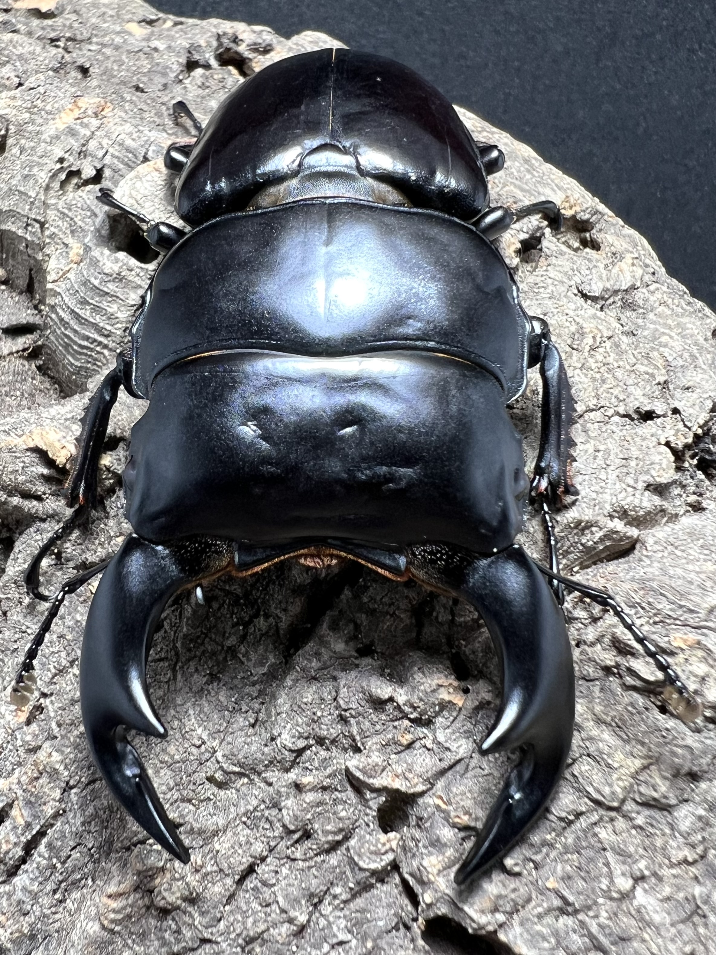 Dorcus antaeus antaeus 80 mm.