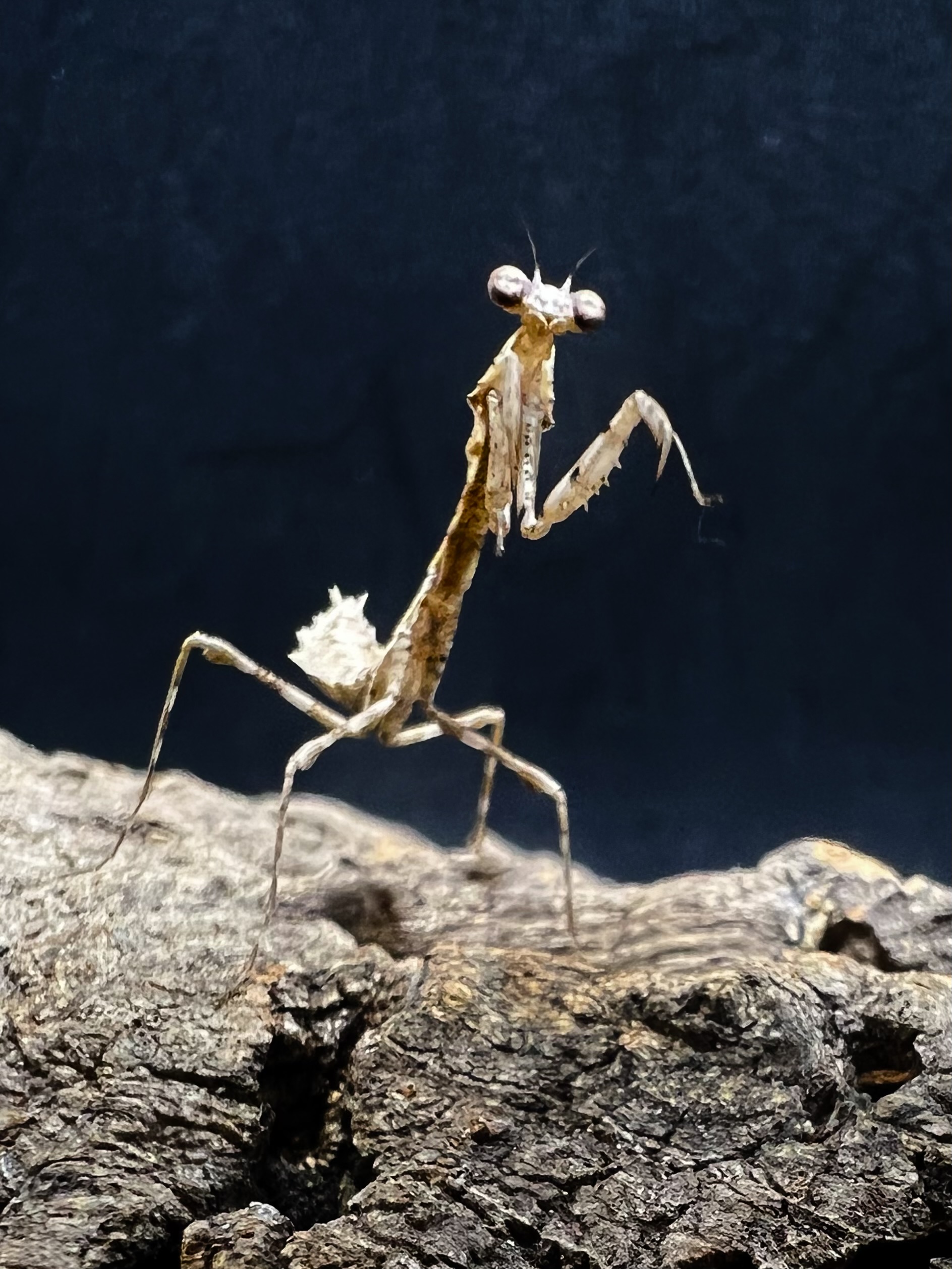 Deroplatys trigonodera Lv.2~3