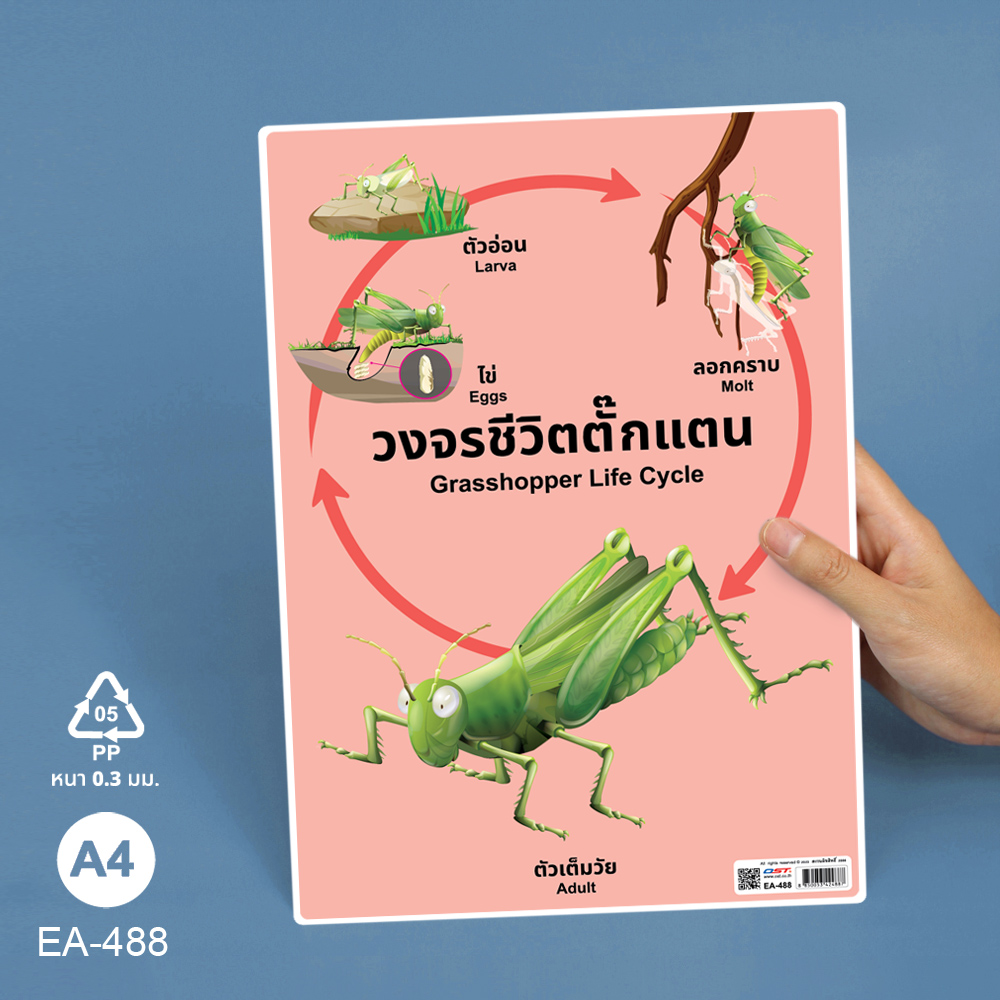 โปสเตอร์ความรู้ ชุดวงจรชีวิตสัตว์ ขนาดA4 EA-488 ตั๊กแตน