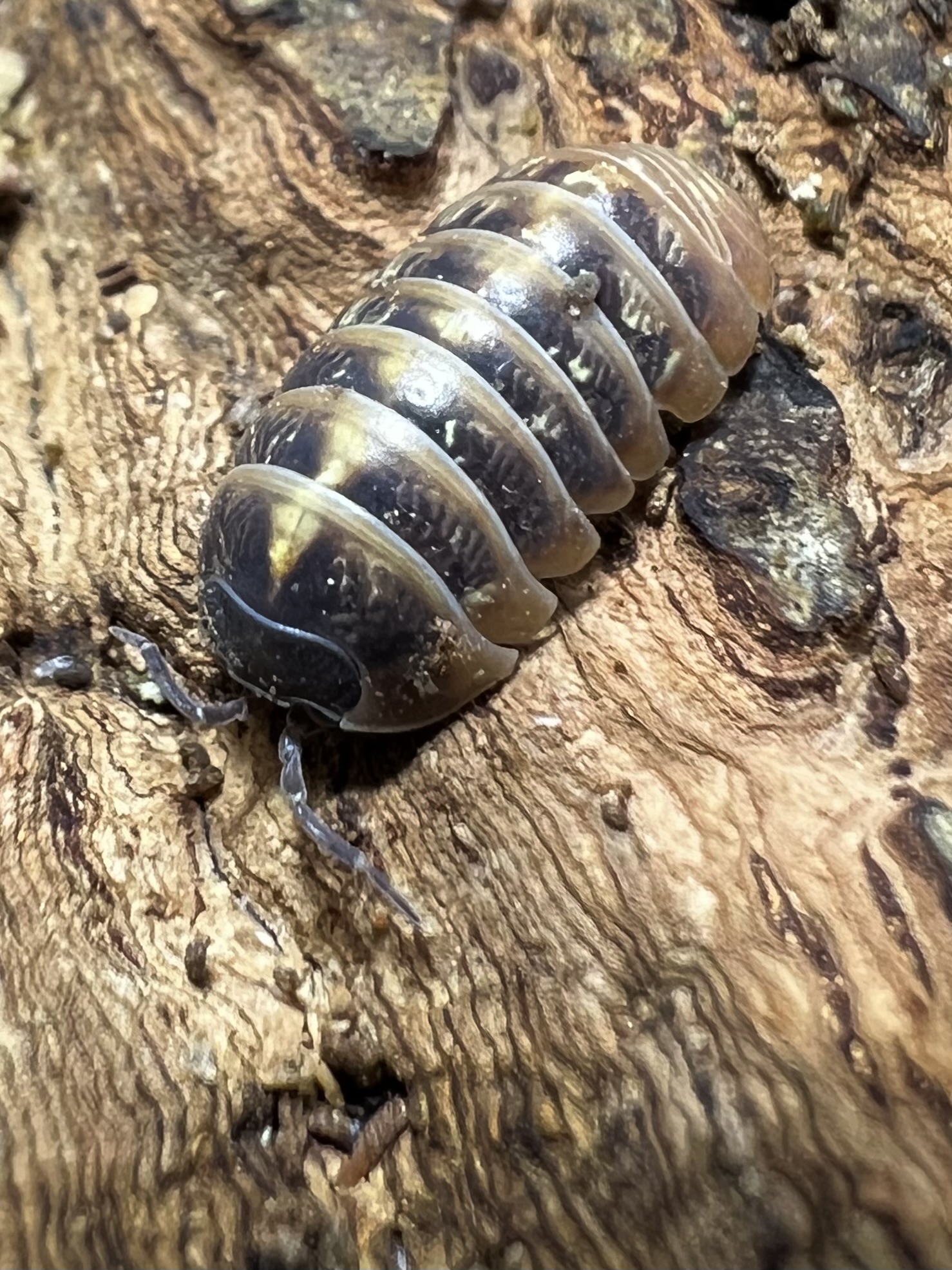 Armadilldium vulgare st.lucia set 5 each