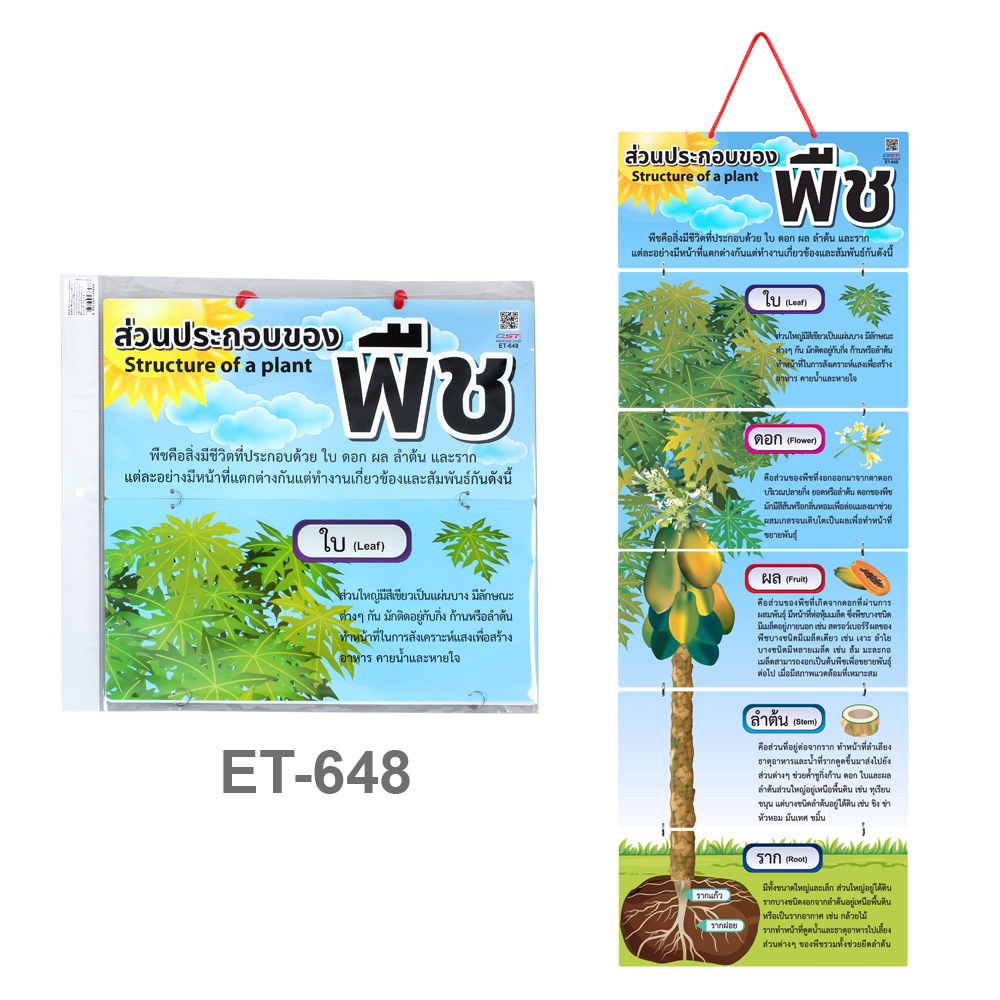 สื่อแขวน สื่อการสอน ชุดส่วนประกอบของพืช Structure of a plant ET-648