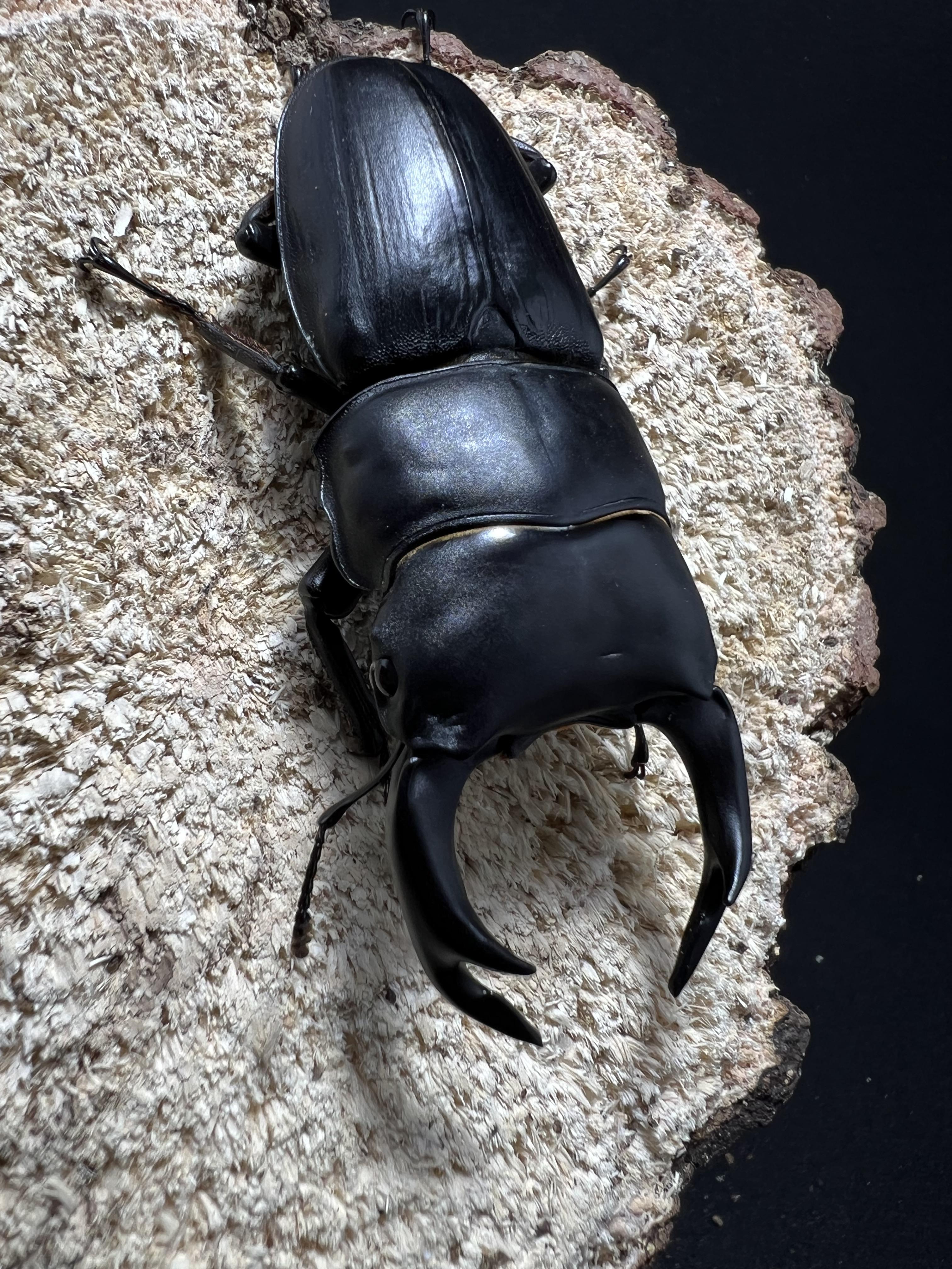 Dorcus hopei binodulosus 70 mm.