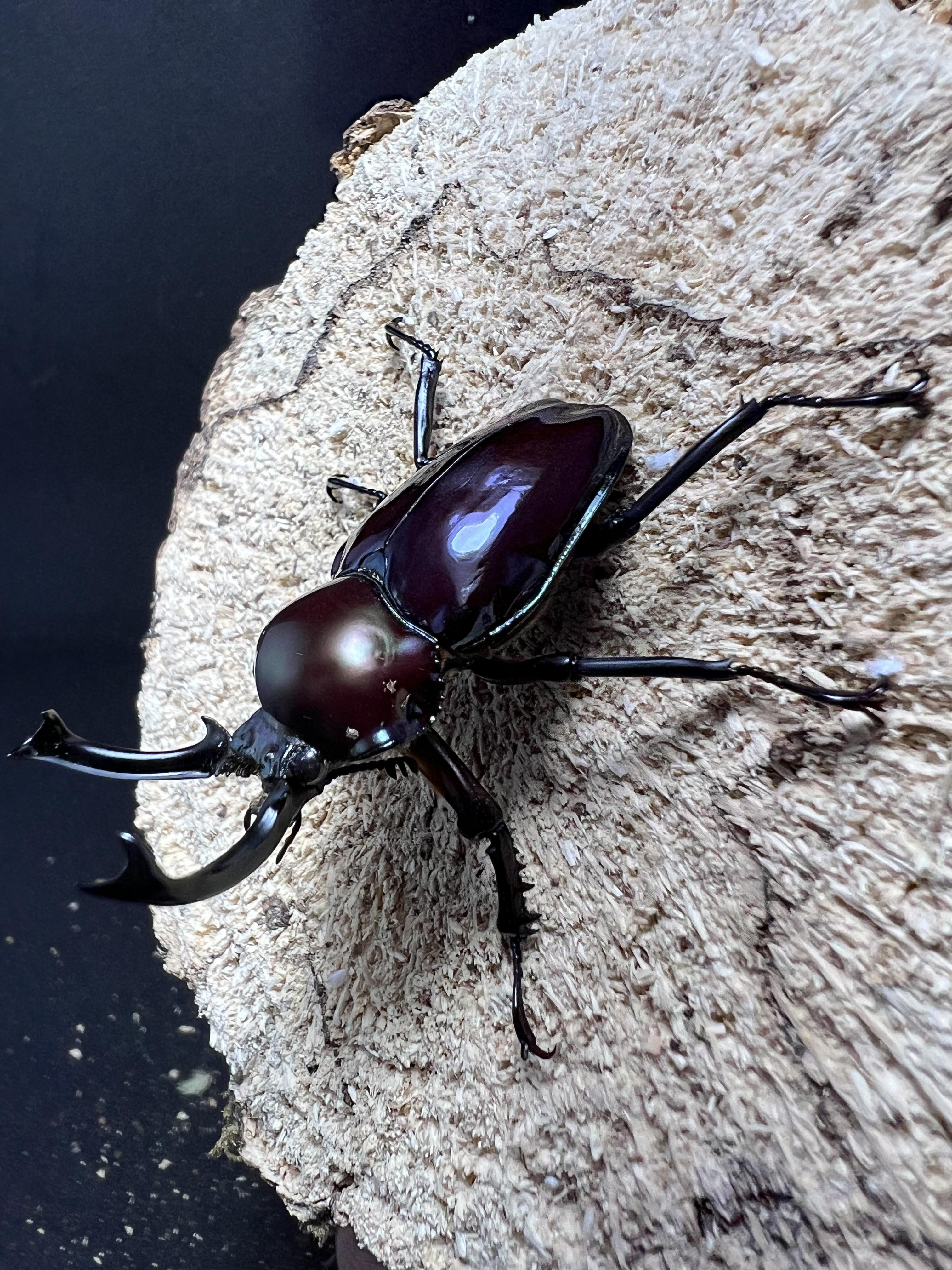 Phalacrognathus muelleri 46mm.