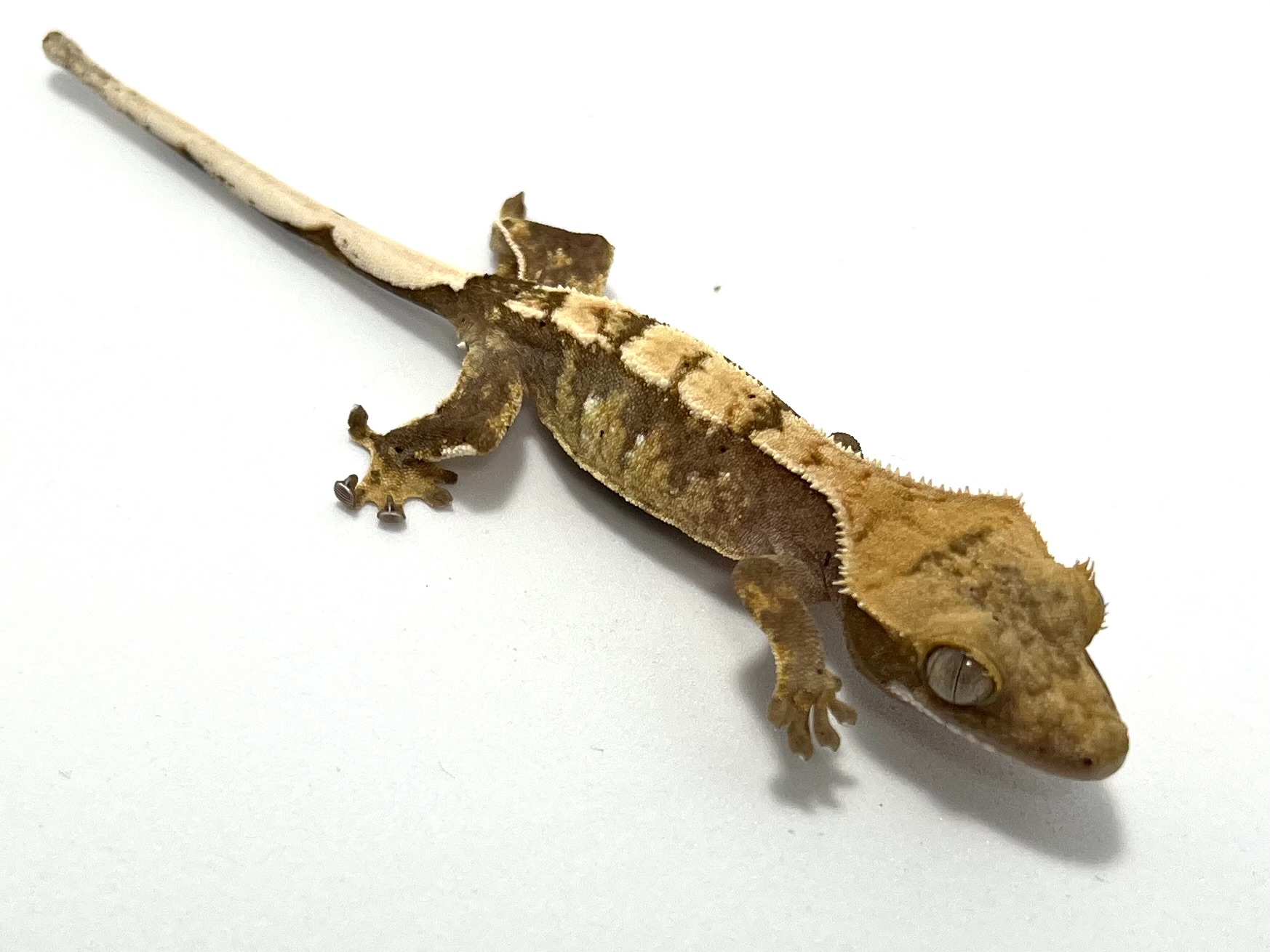 No.58 Harlequin