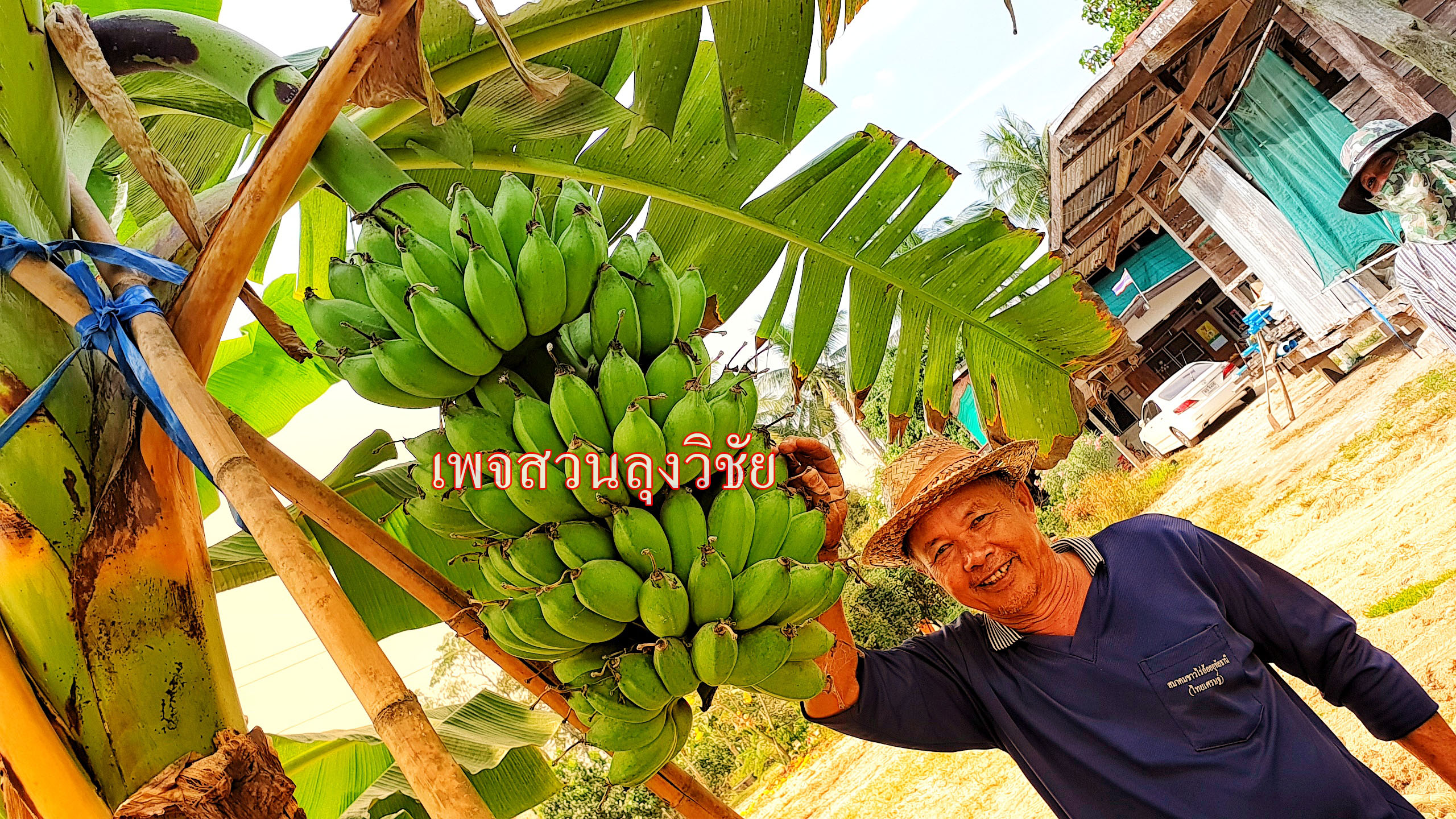 หน่อกล้วยน้ำหว้ามะลิอ่องยักษ์โบราณ 2 หน่อ ส่งฟรีทั่วไทย