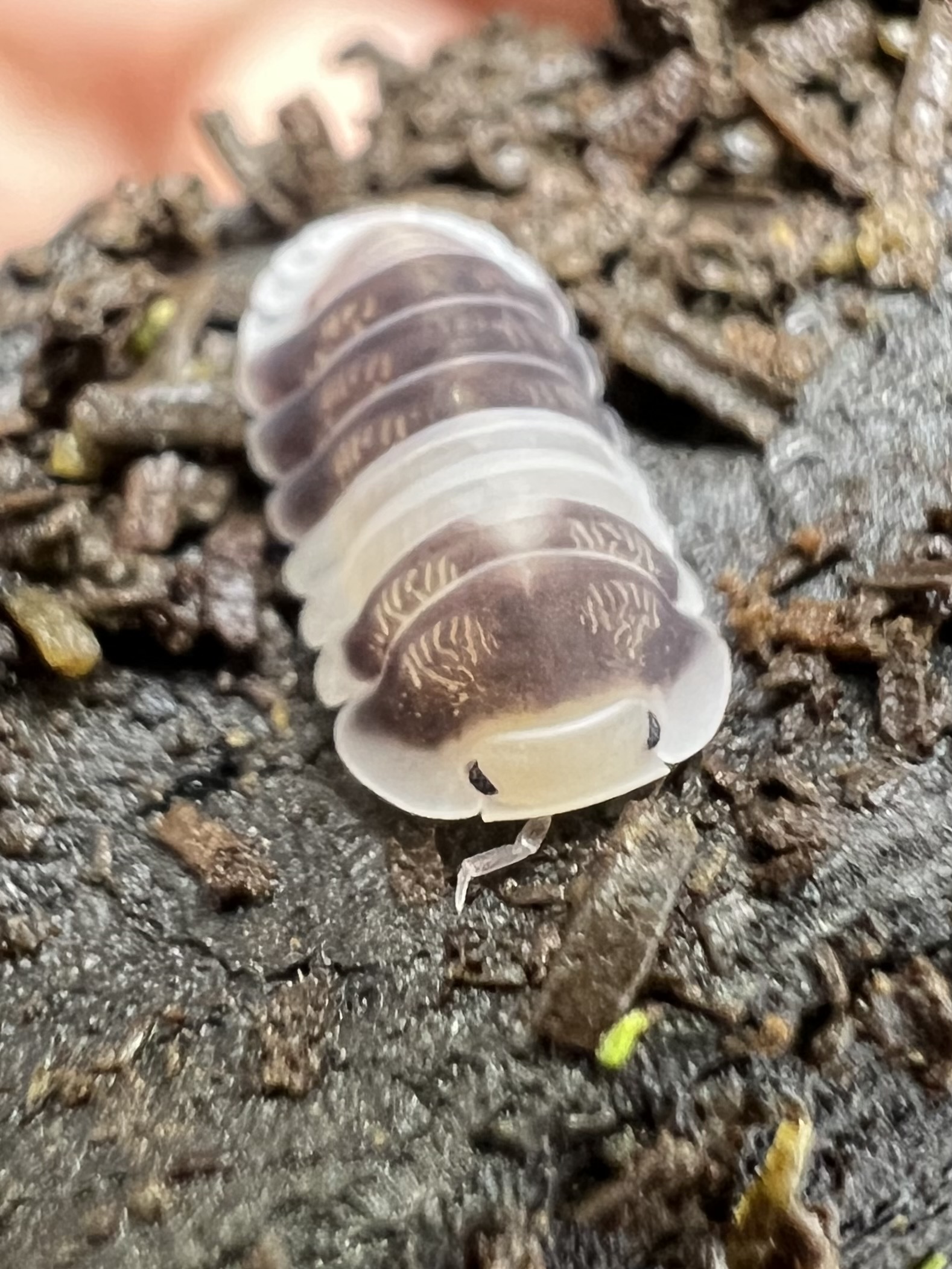 Cubaris sp. white panda 5 each