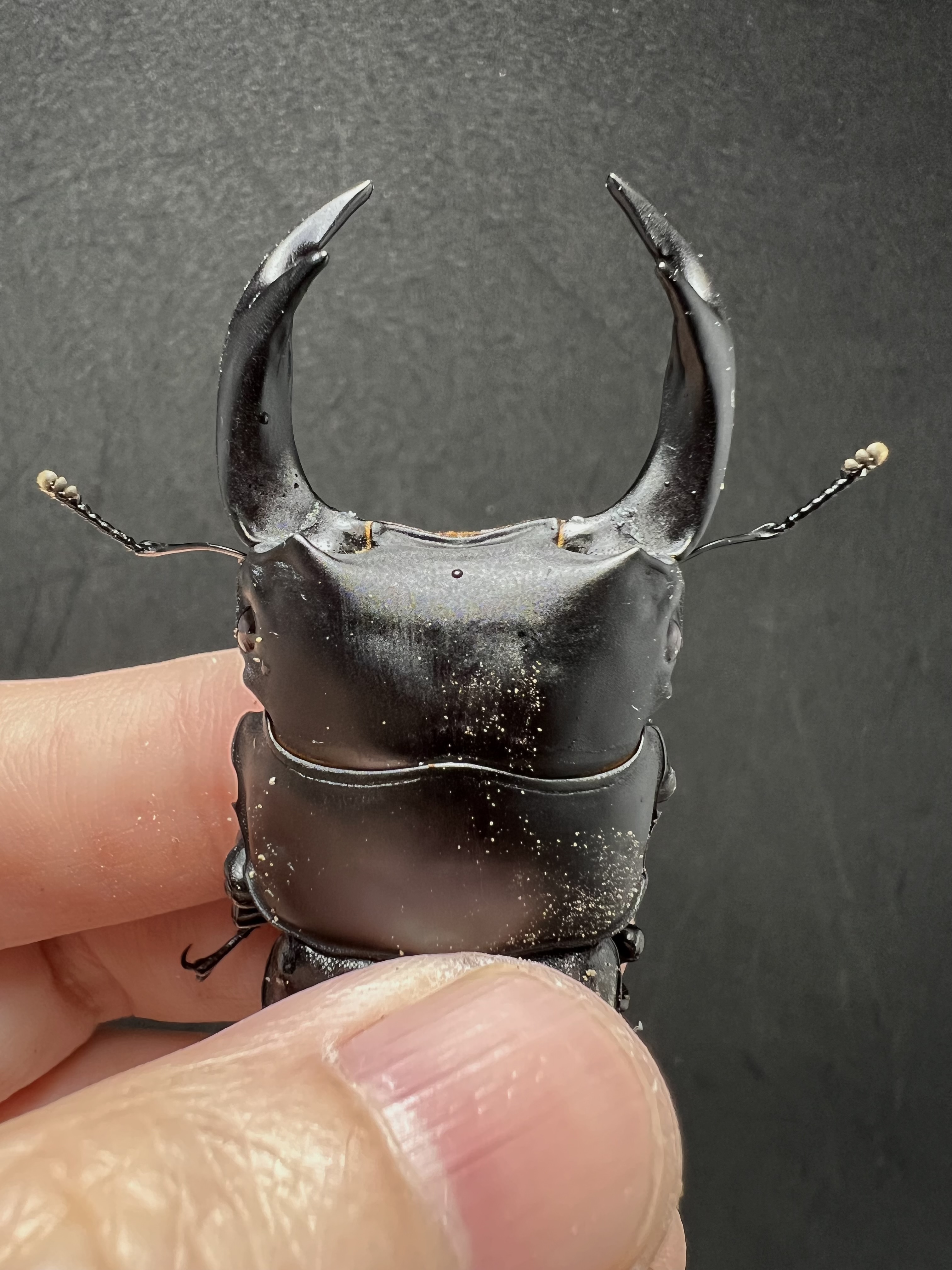 Dorcus hopei binodulosus 73mm.