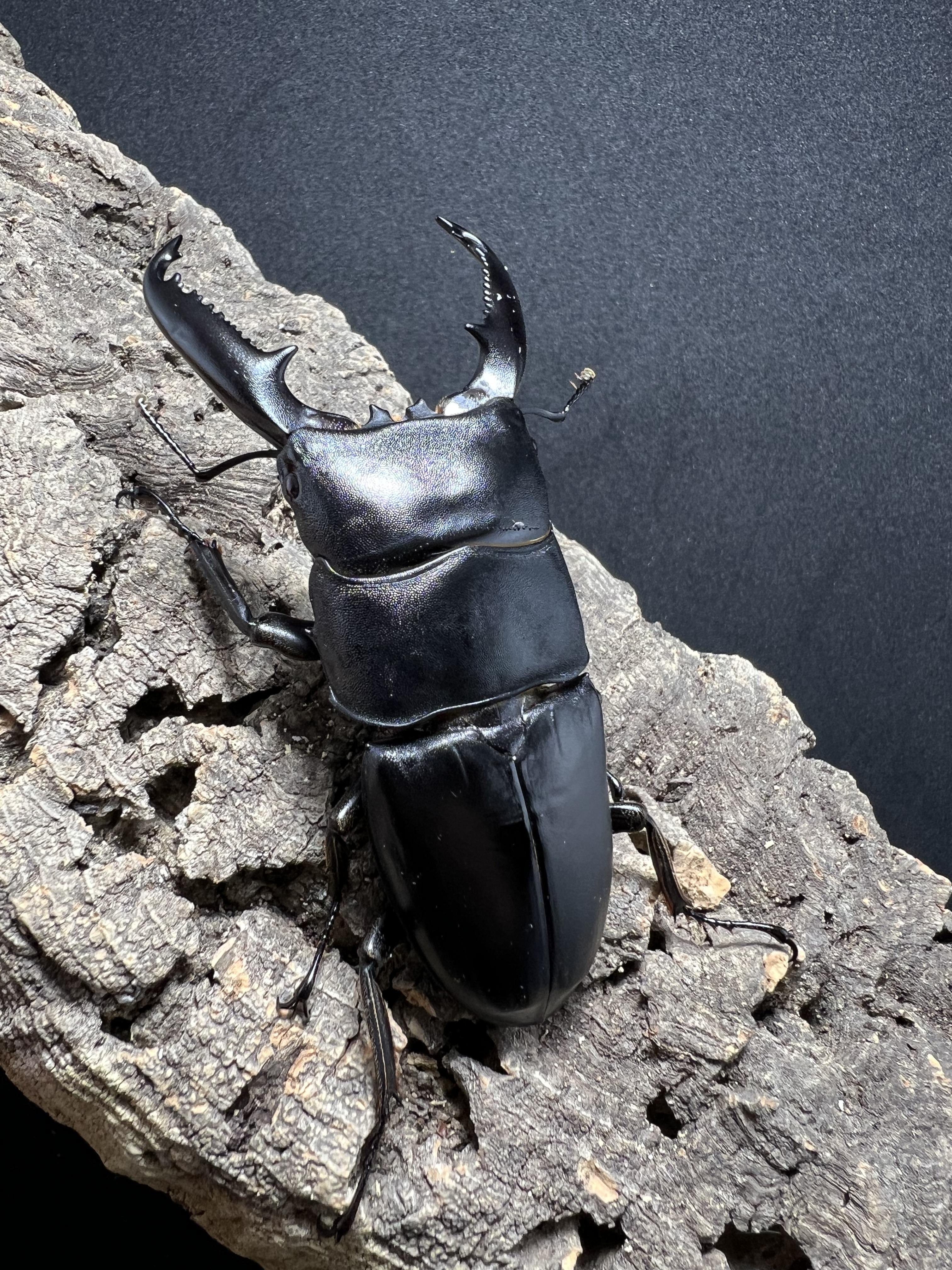 Dorcus titanus palawanicus 85 mm.