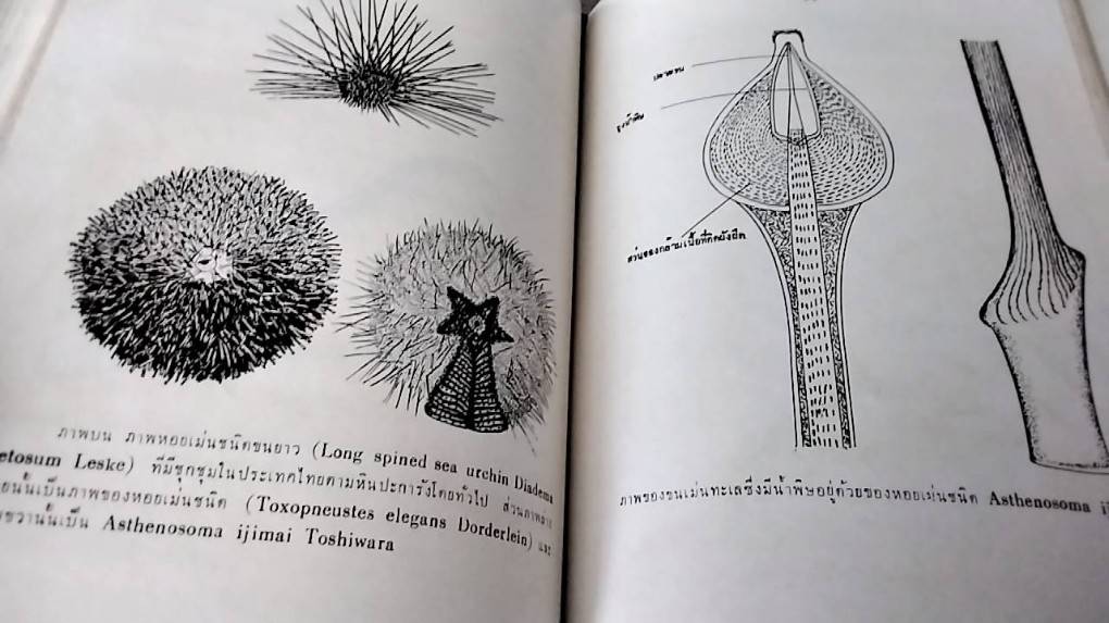 สัตว์ทะเลที่เป็นภัยต่อช๊วิต