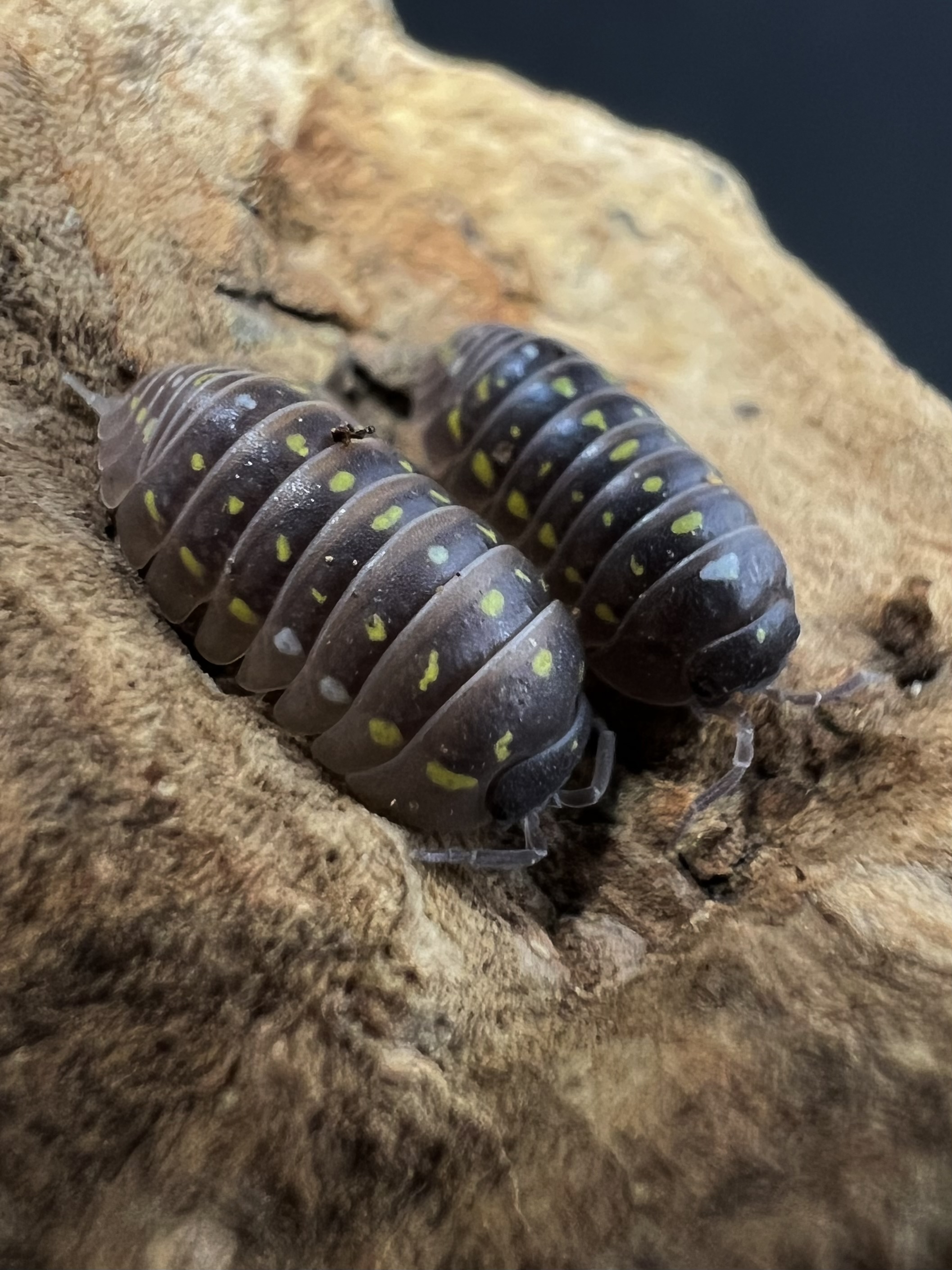 Armadillidium frontetriangulum set 5 each