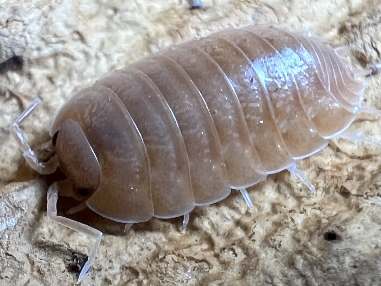 Porcellio laevis “Giant Orange” set 10each