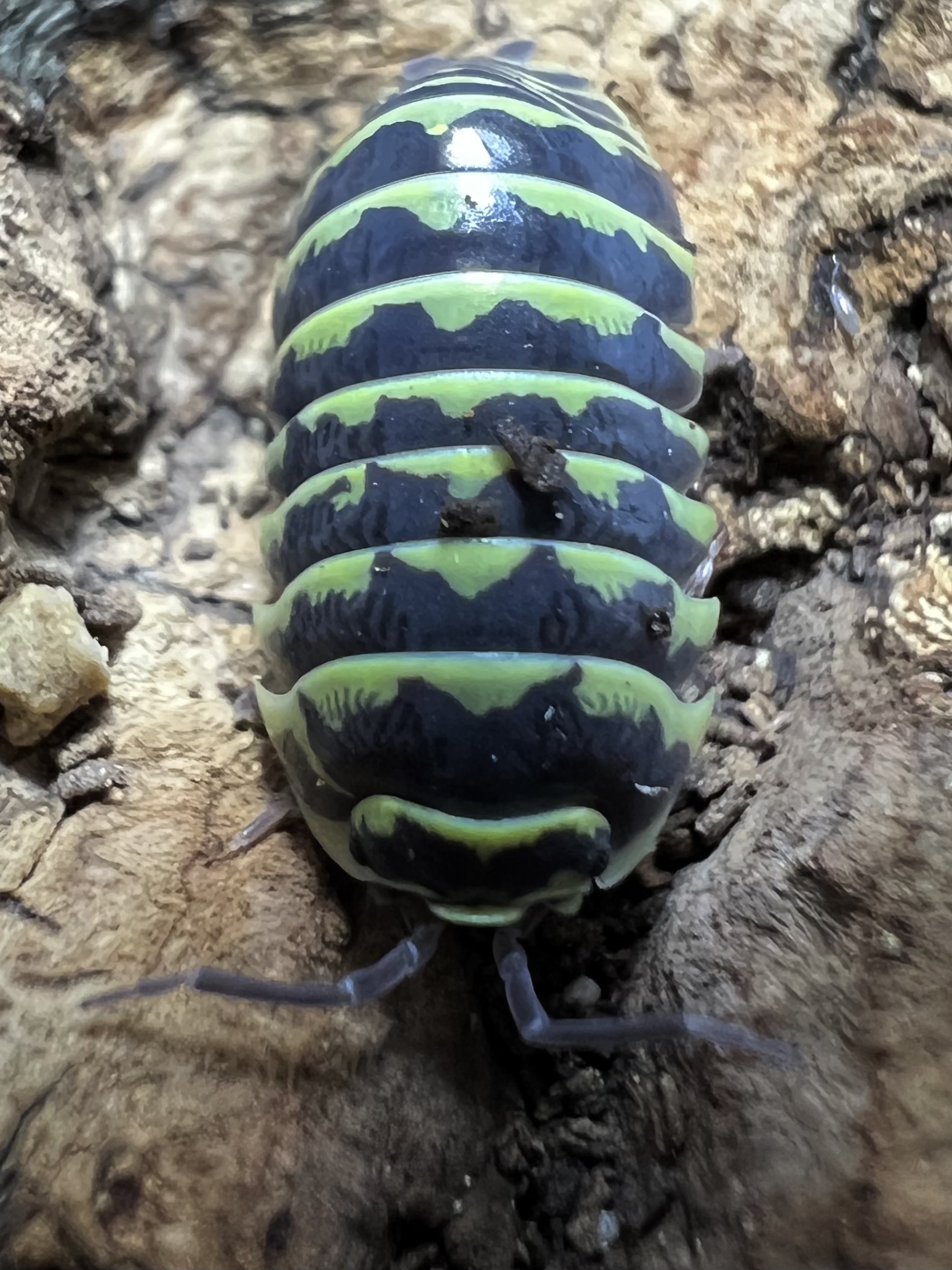 Armadillidium “Yellow zebra” Set 5 each