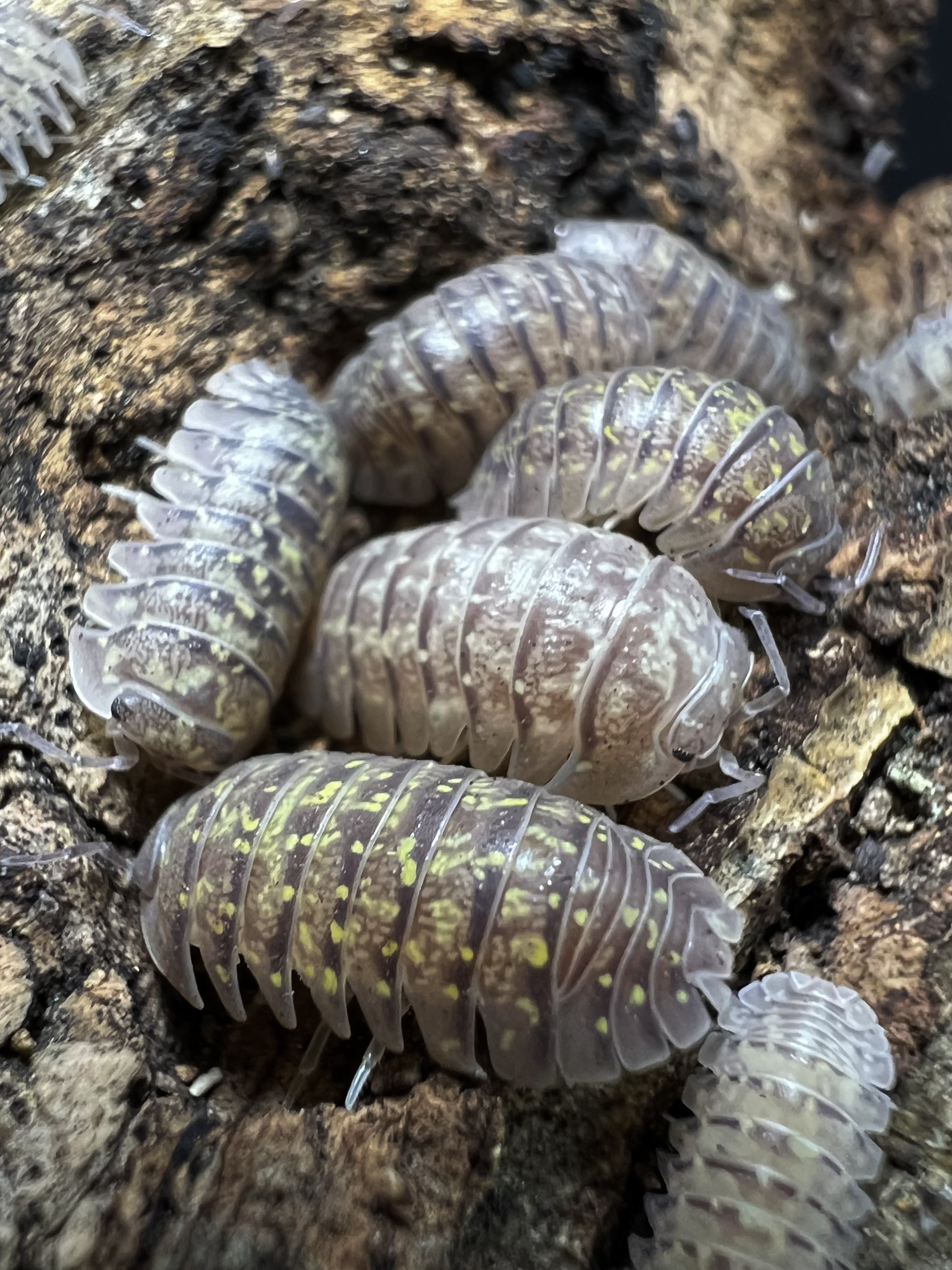 Armadillidium ameglioi DCF. 5 each
