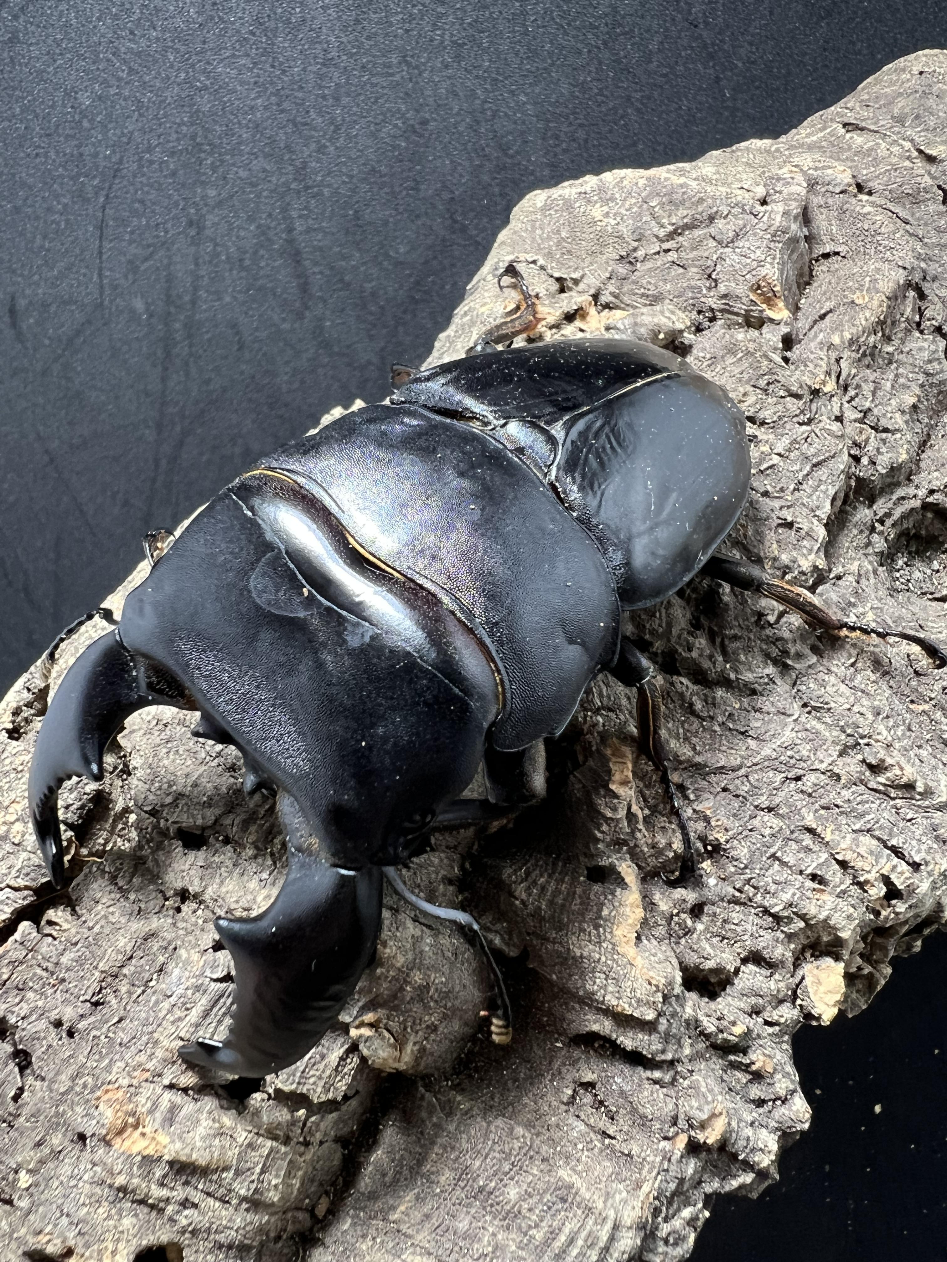 Dorcus titanus yasuokai 93mm.