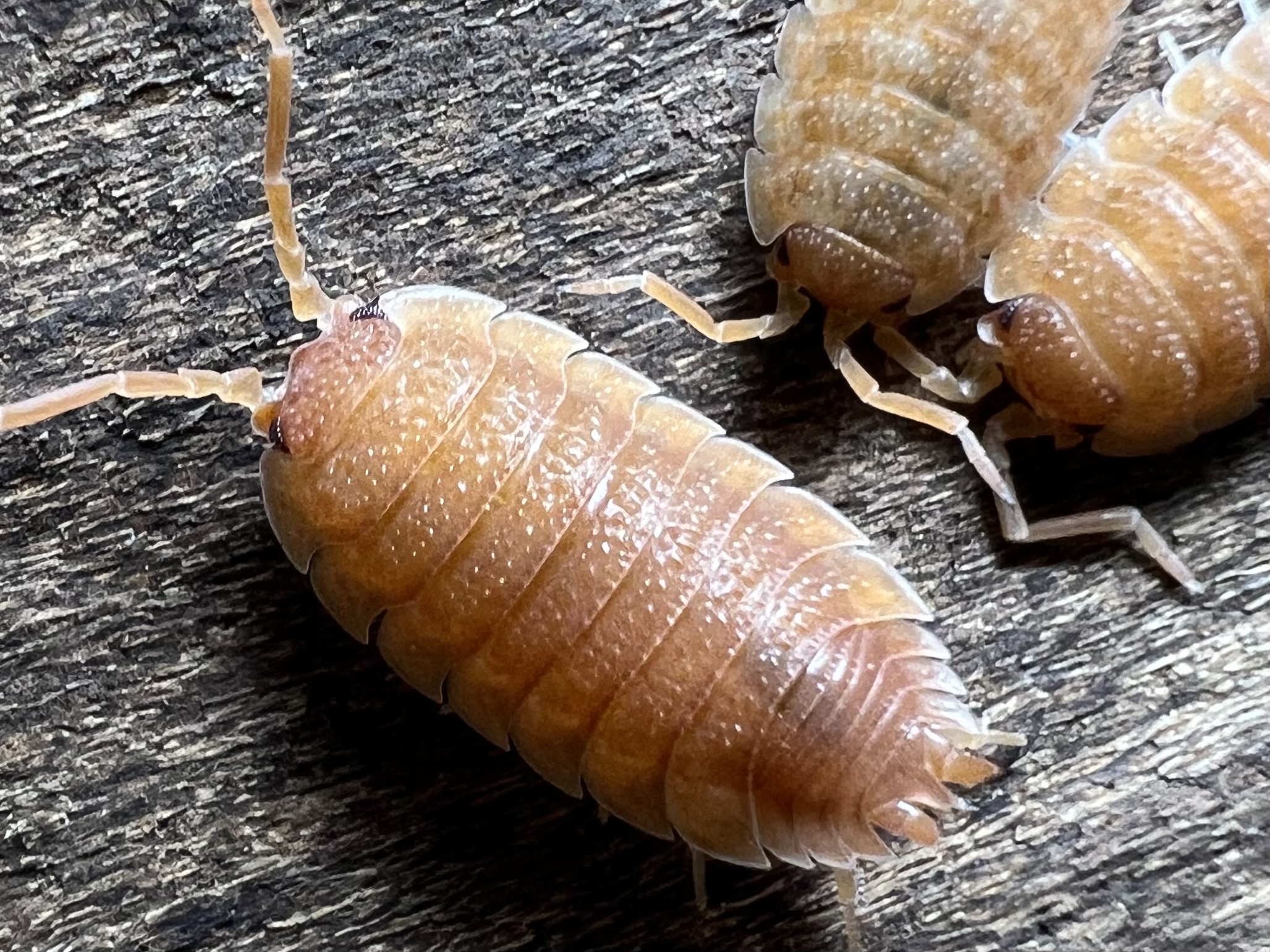 Porcellio scarber “Orange” set 10 each