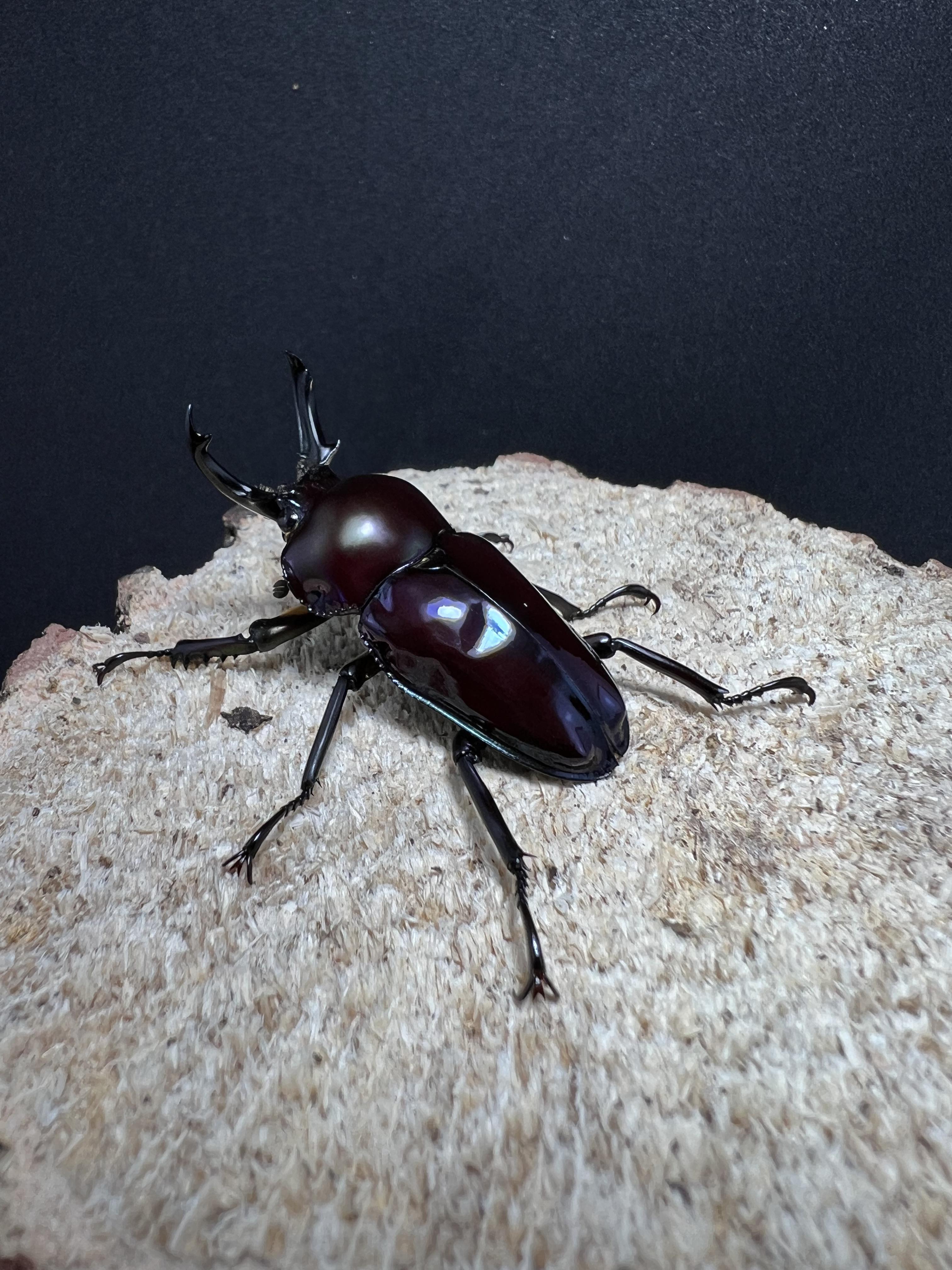 Phalacrognathus muelleri 46mm.