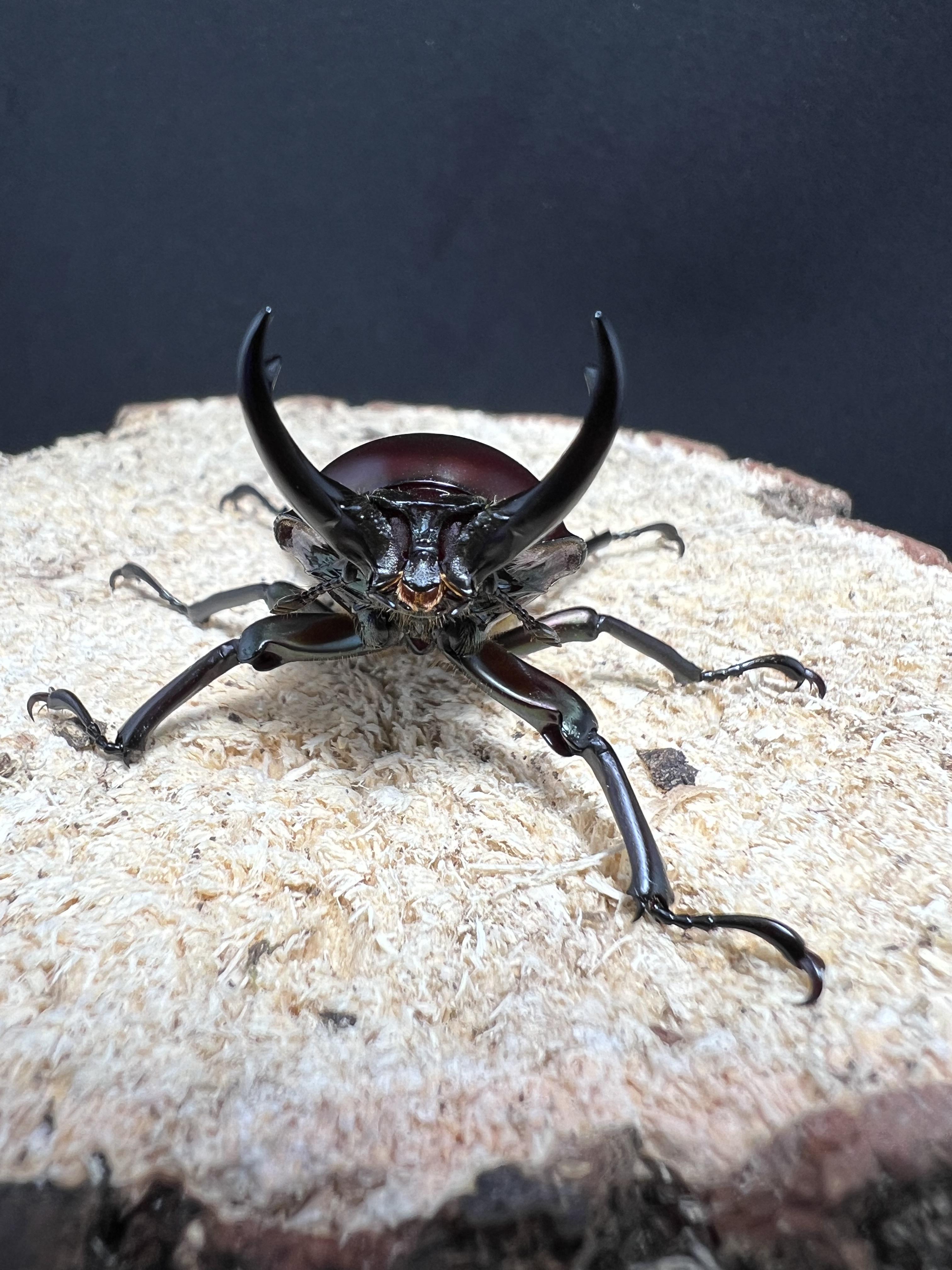 Phalacrognathus muelleri 46mm.