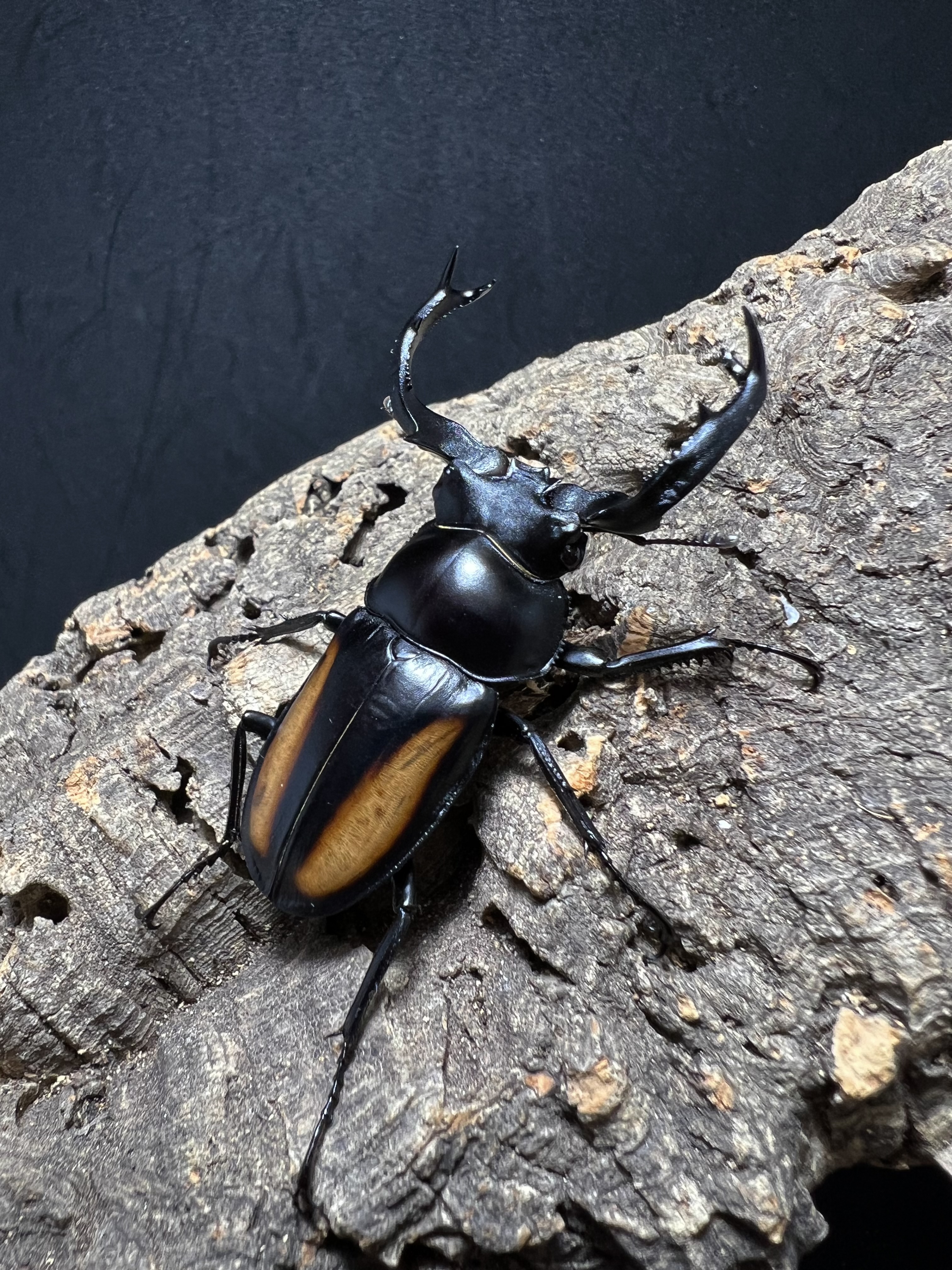 Rhaetulus speciosus kawanoi 59mm.