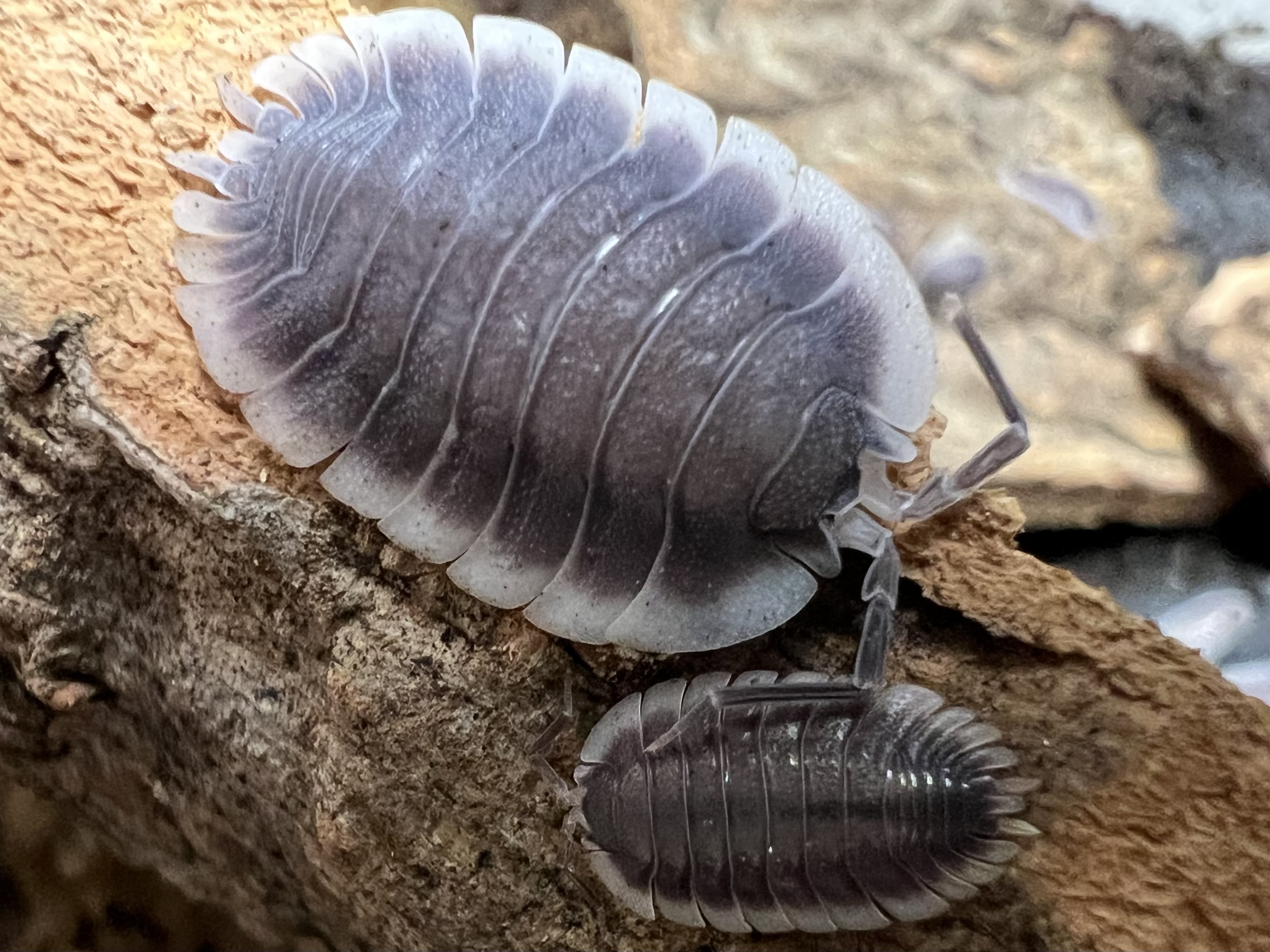 Porcellio werneri set 5 each