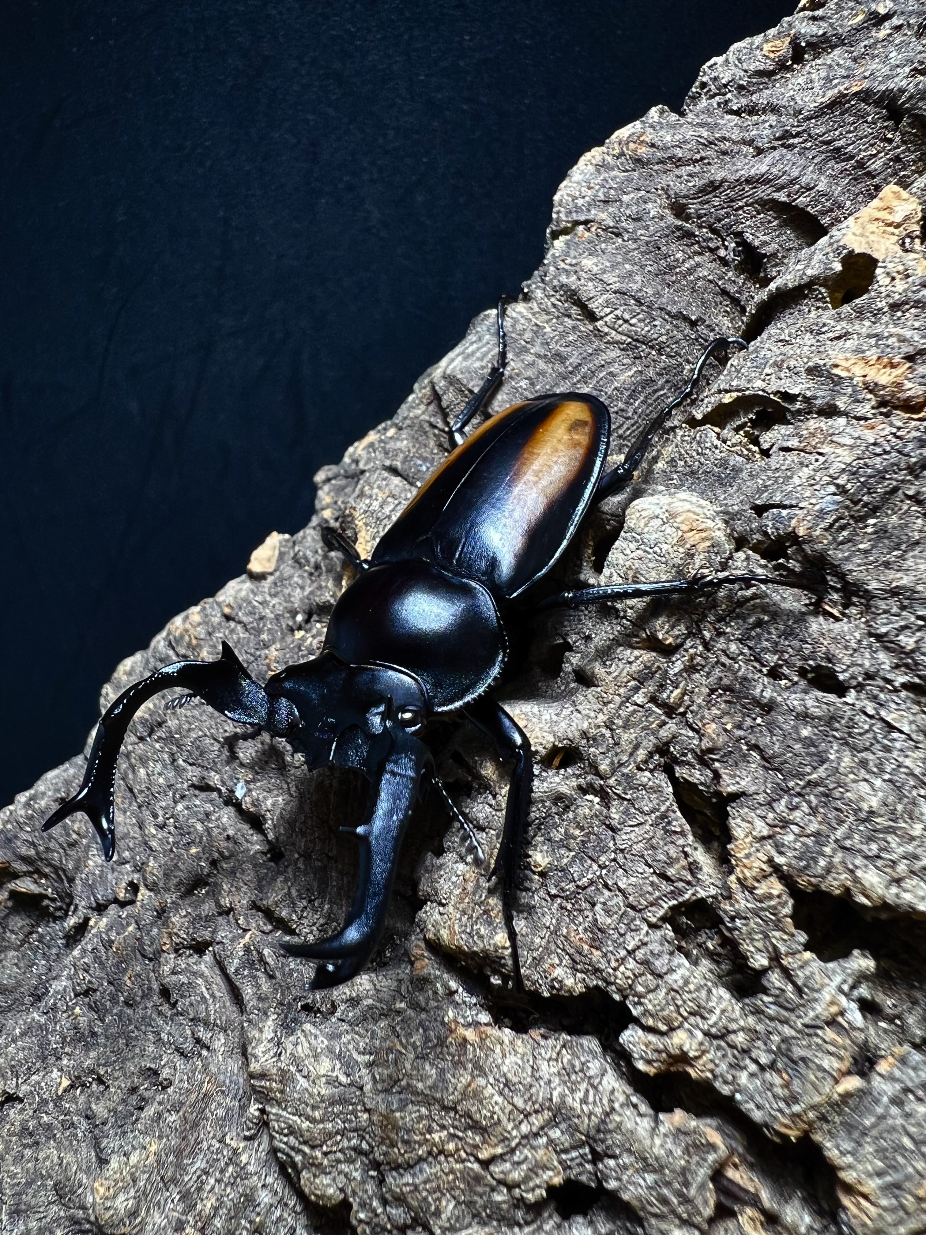 Rhaetulus speciosus kawanoi 59mm.