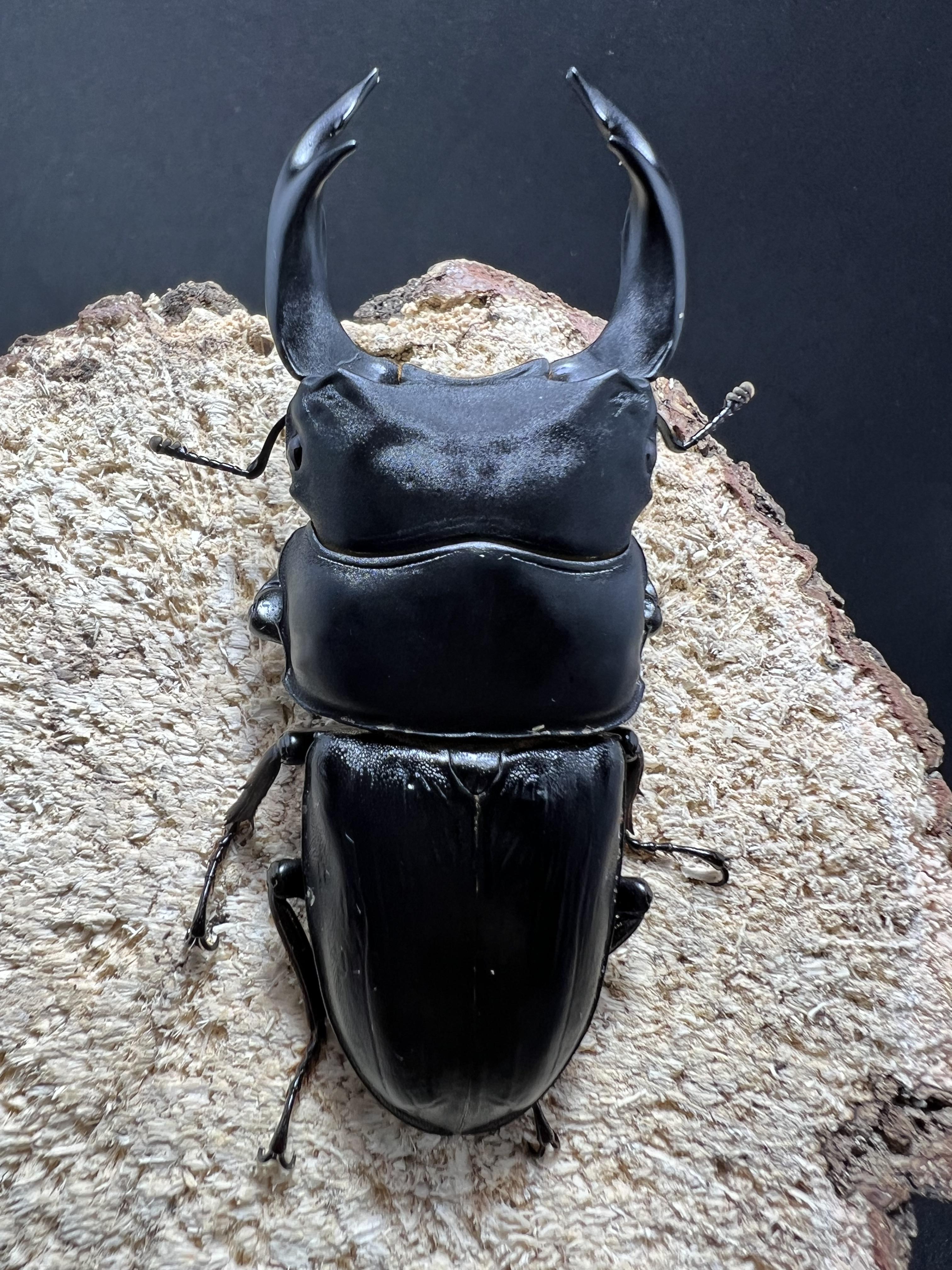 Dorcus hopei binodulosus 72 mm.