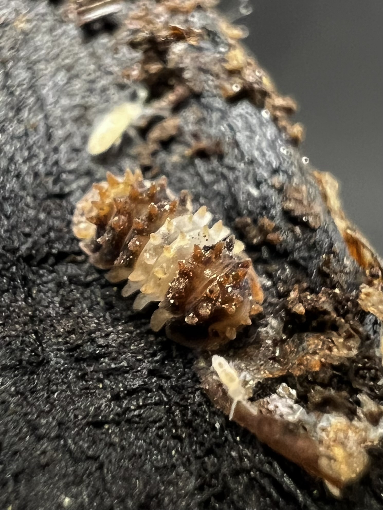 Armadillidae sp. hedgehog set 5 each