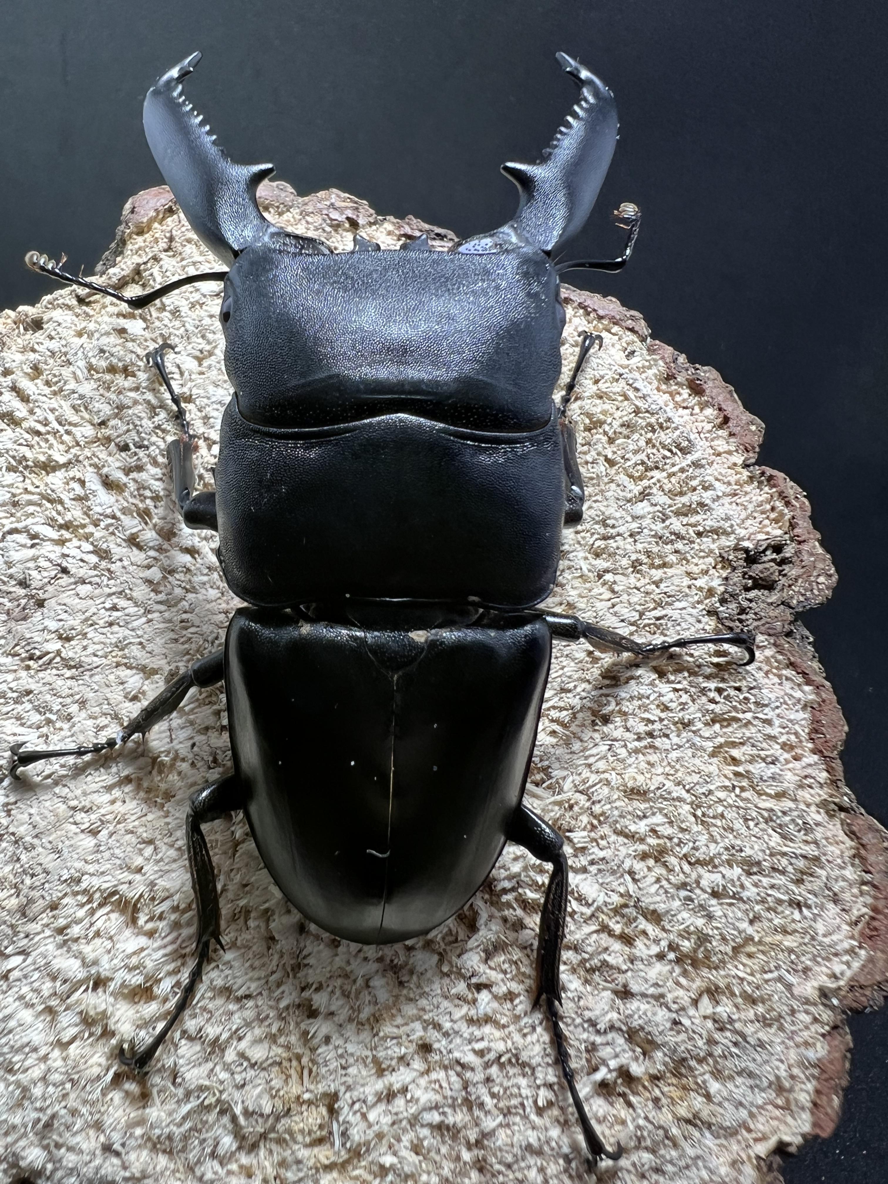 Dorcus titanus palawanicus 83mm.