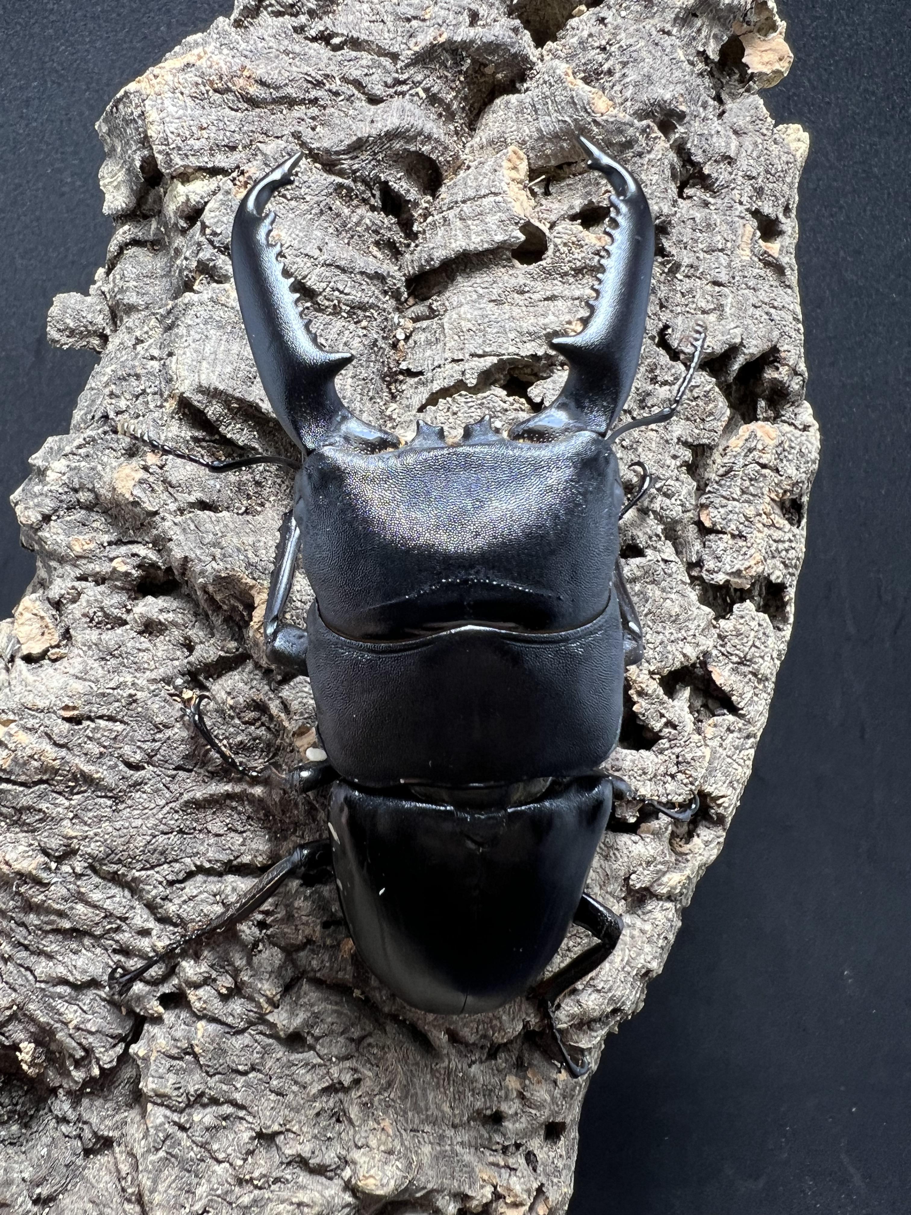 Dorcus titanus palawanicus 86mm.