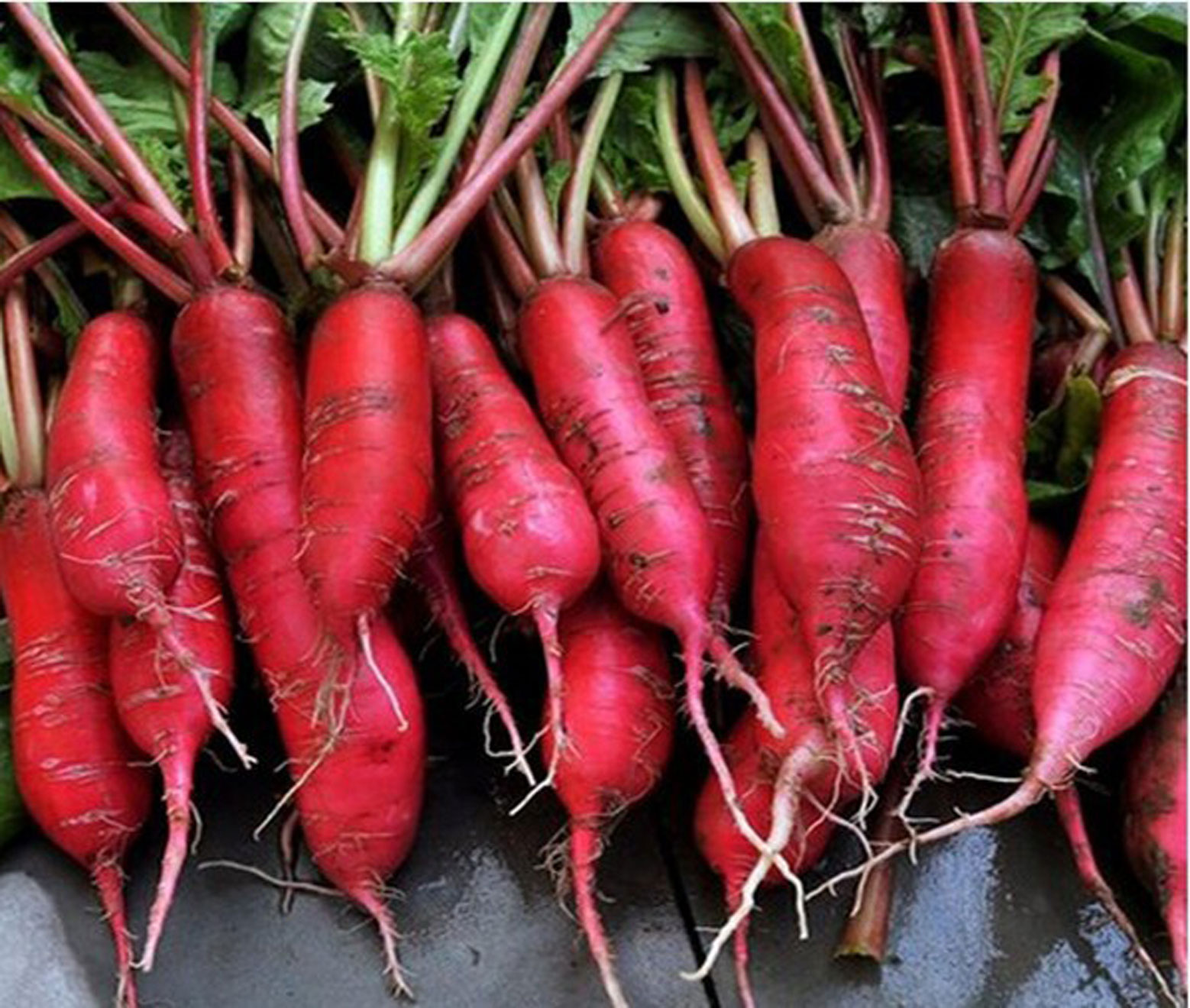 เมล็ดพันธุ์ ผักกาดหัว สีแดง