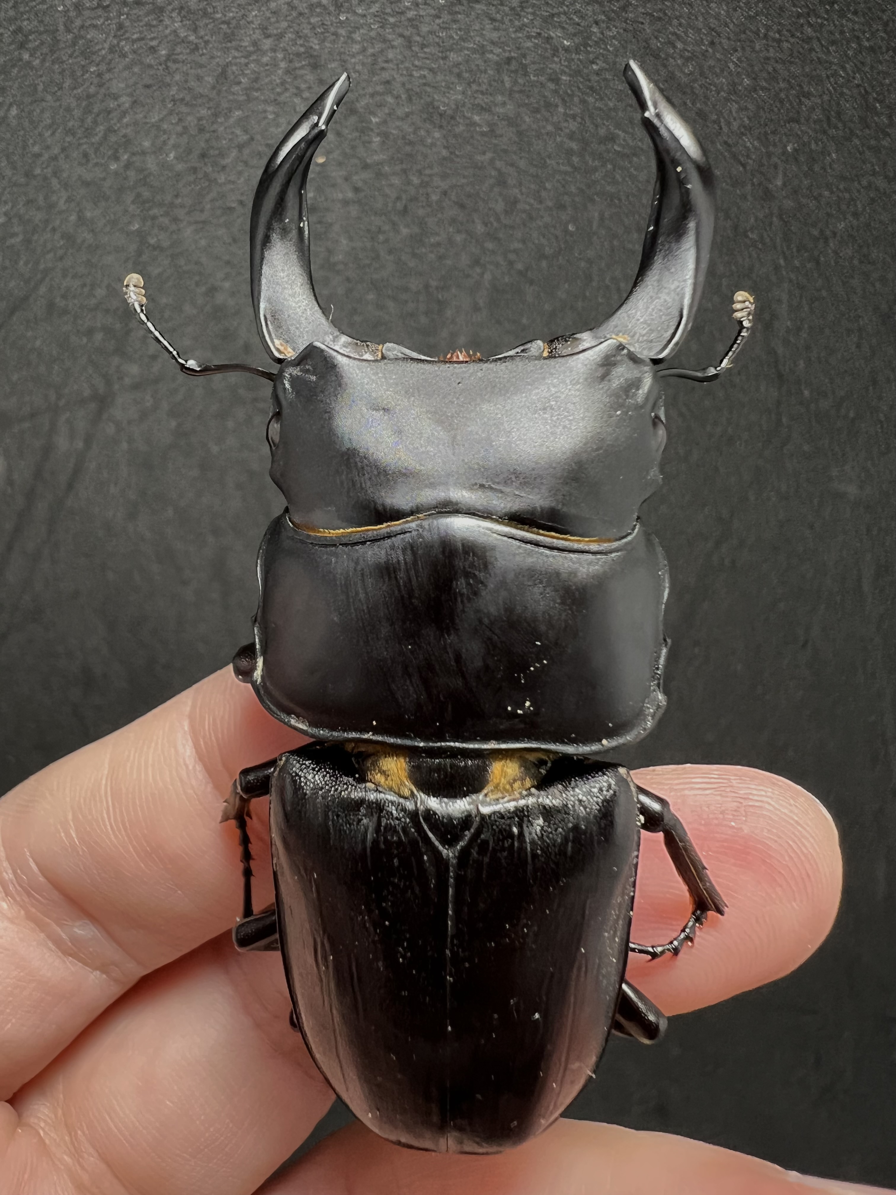 Dorcus hopei binodulosus 72mm.