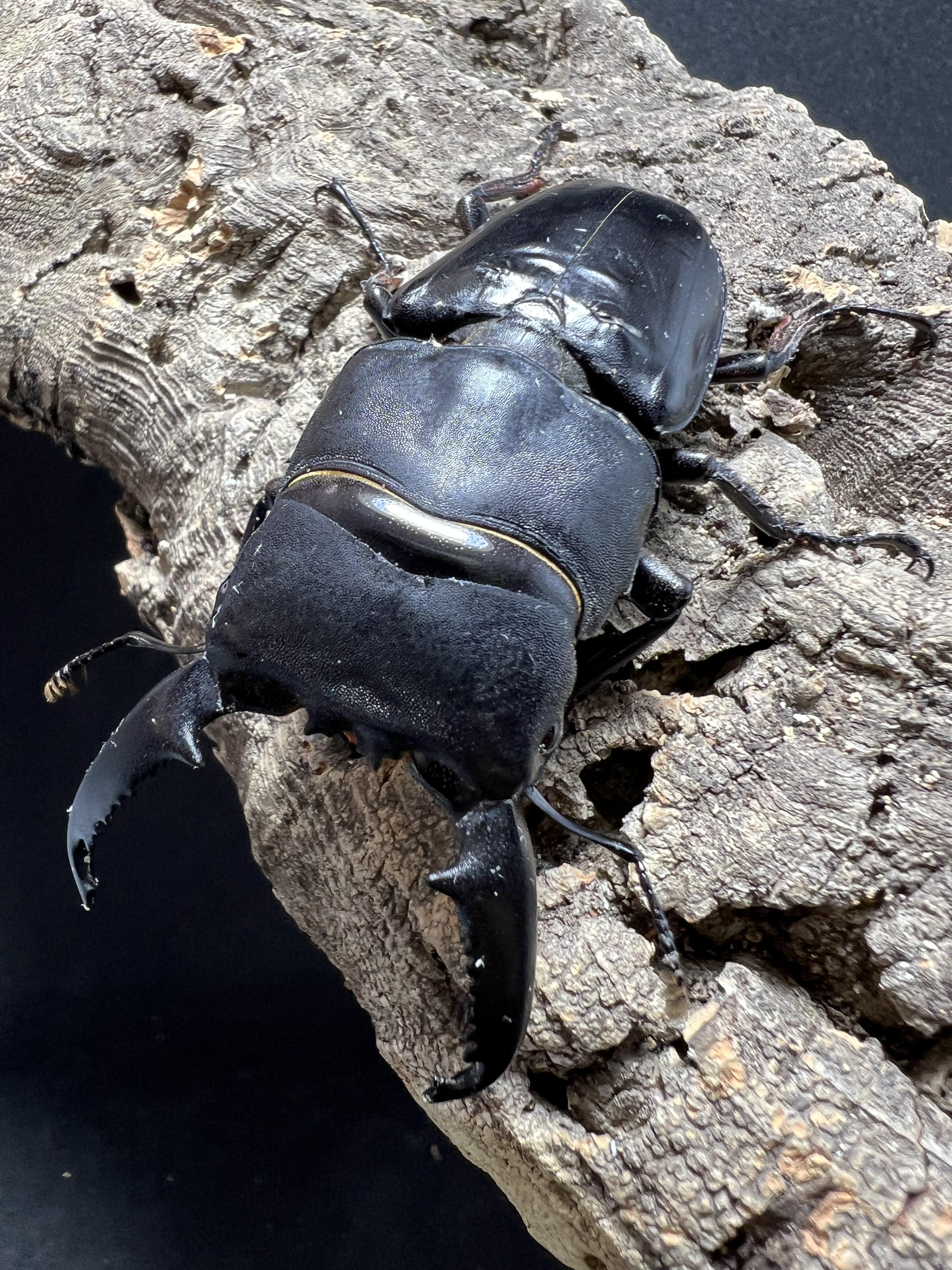 Dorcus titanus palawanicus 74mm.