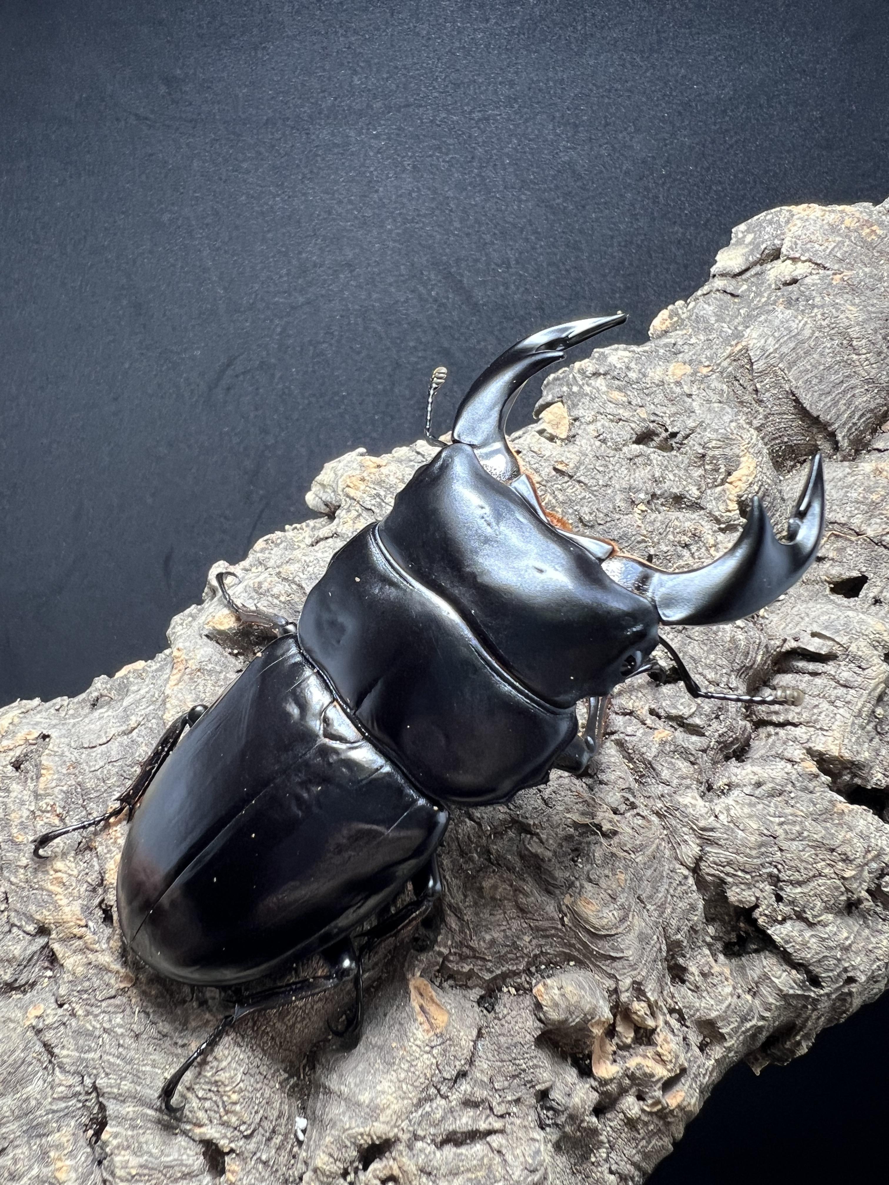 Dorcus antaeus antaeus 85mm.
