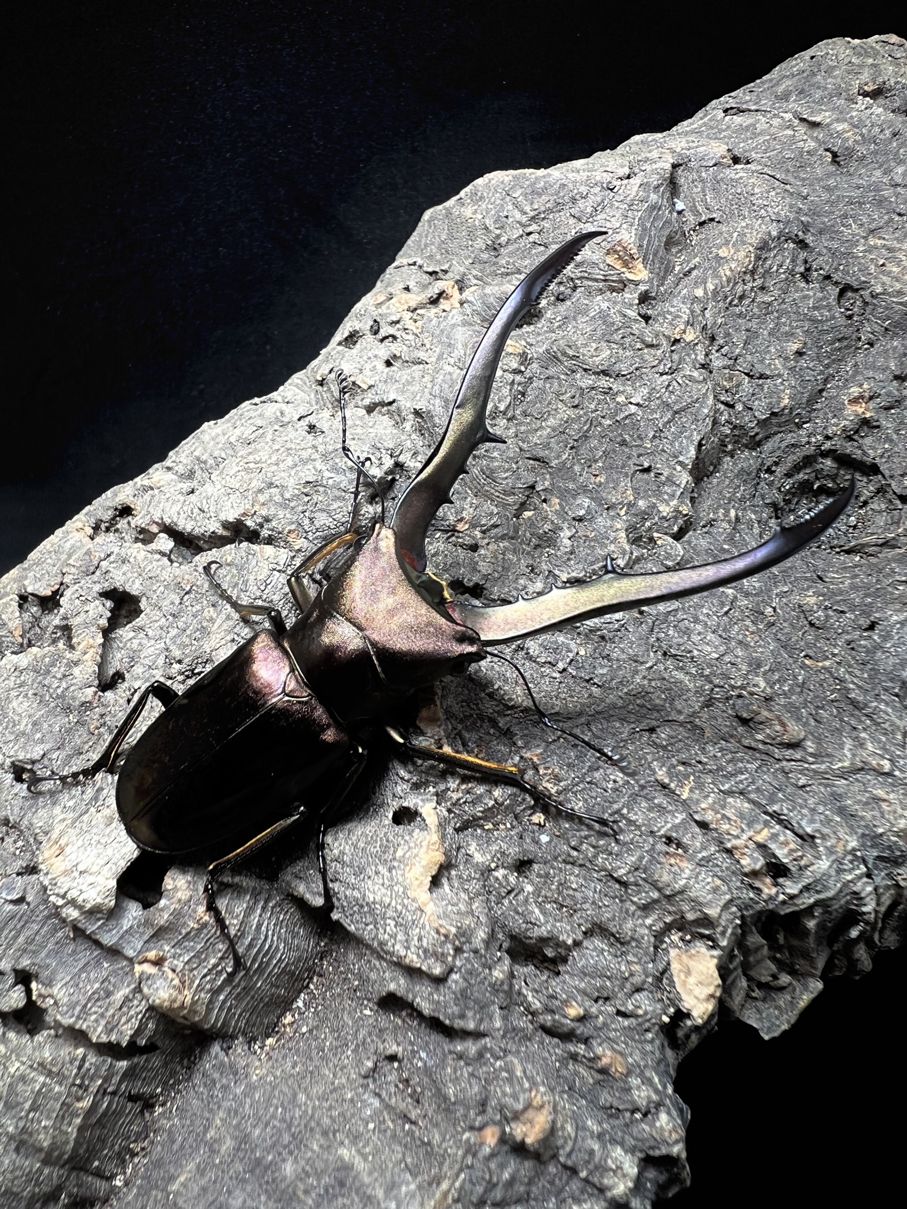 Cyclommatus metallifer 69mm.