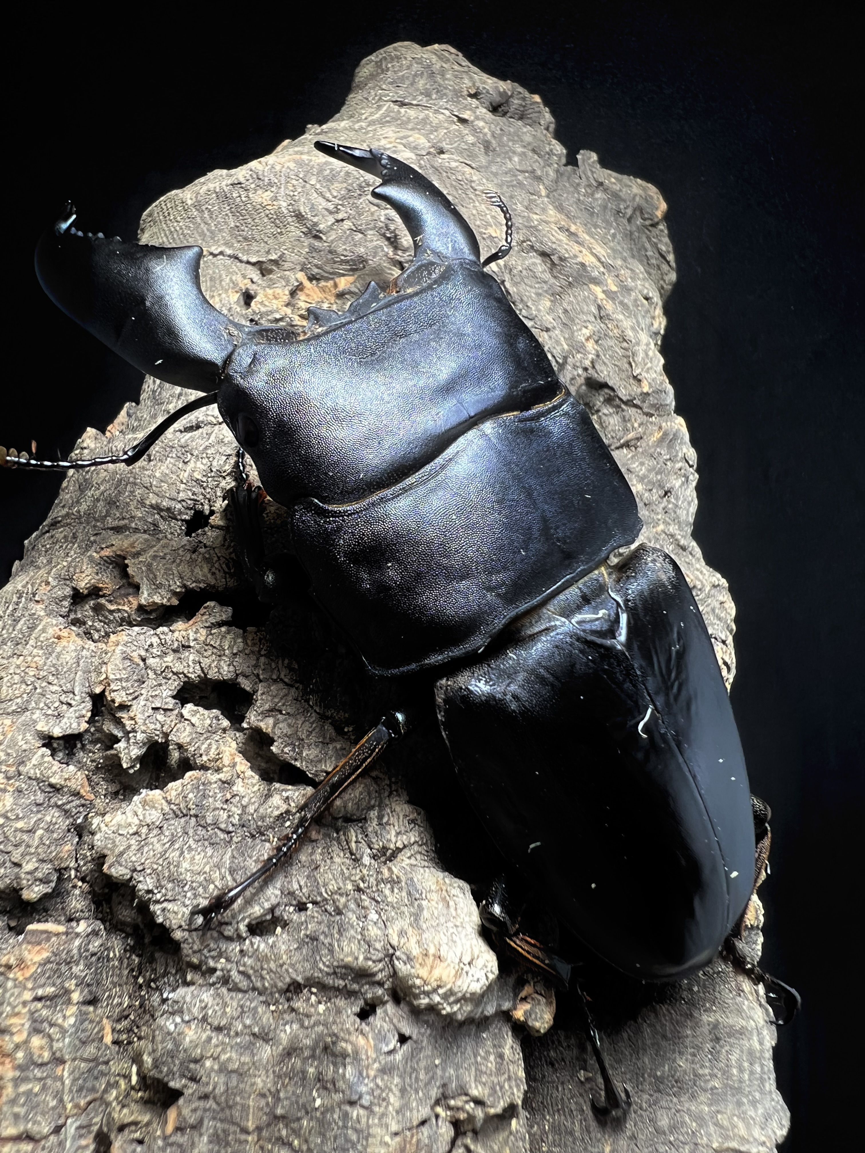 Dorcus titanus yasuokai 95mm.