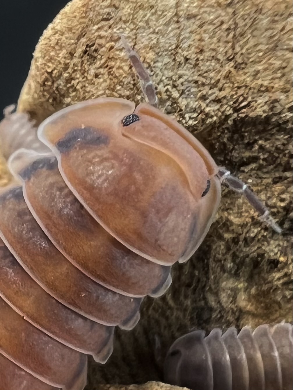 Cubaris sp. ‘Red pak chong’ 5 each