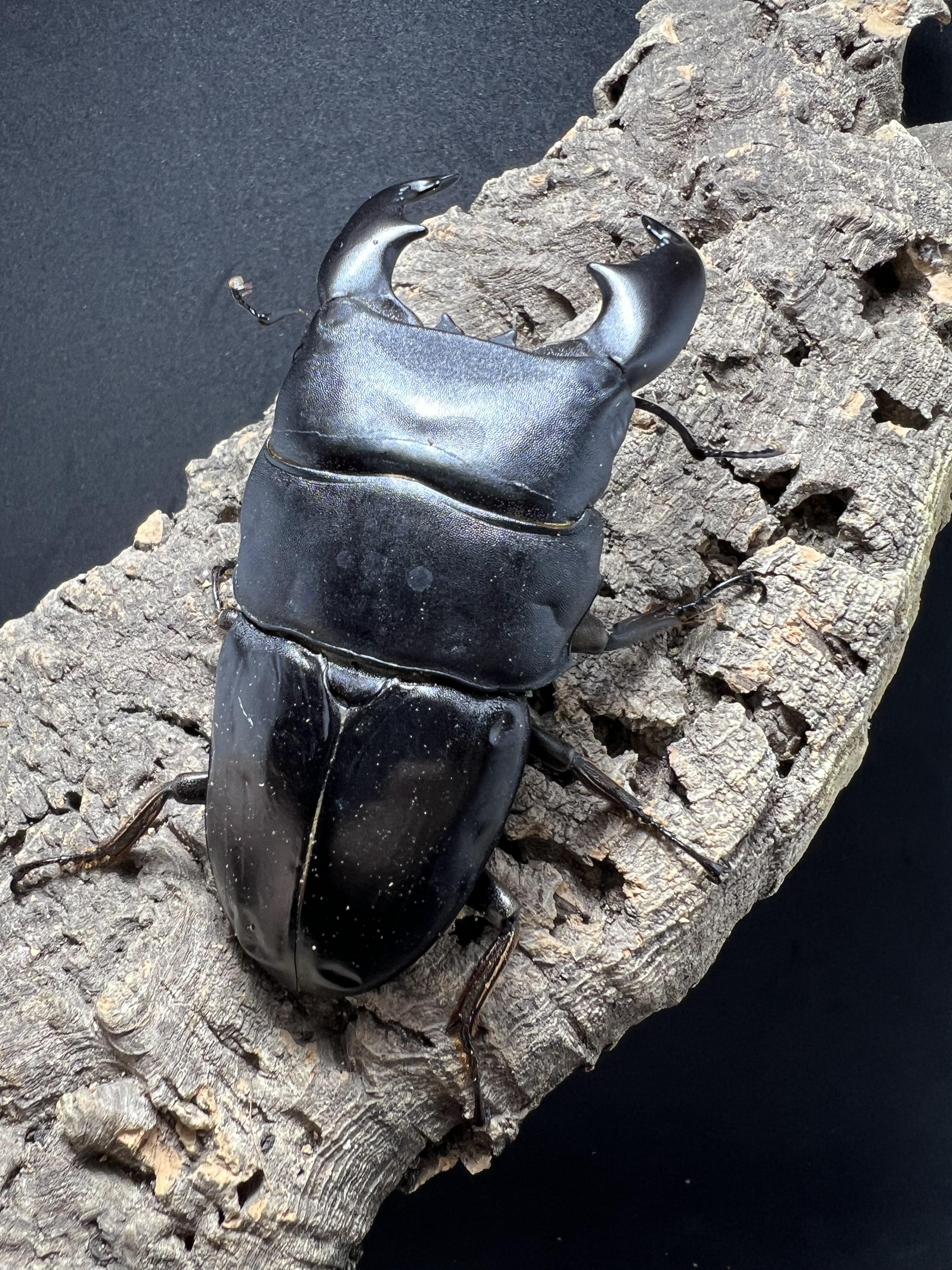 Dorcus titanus yasuokai 93mm.