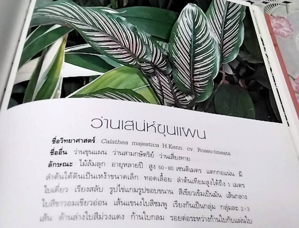 ว่าน สมุนไพร ไม้มงคลไทย