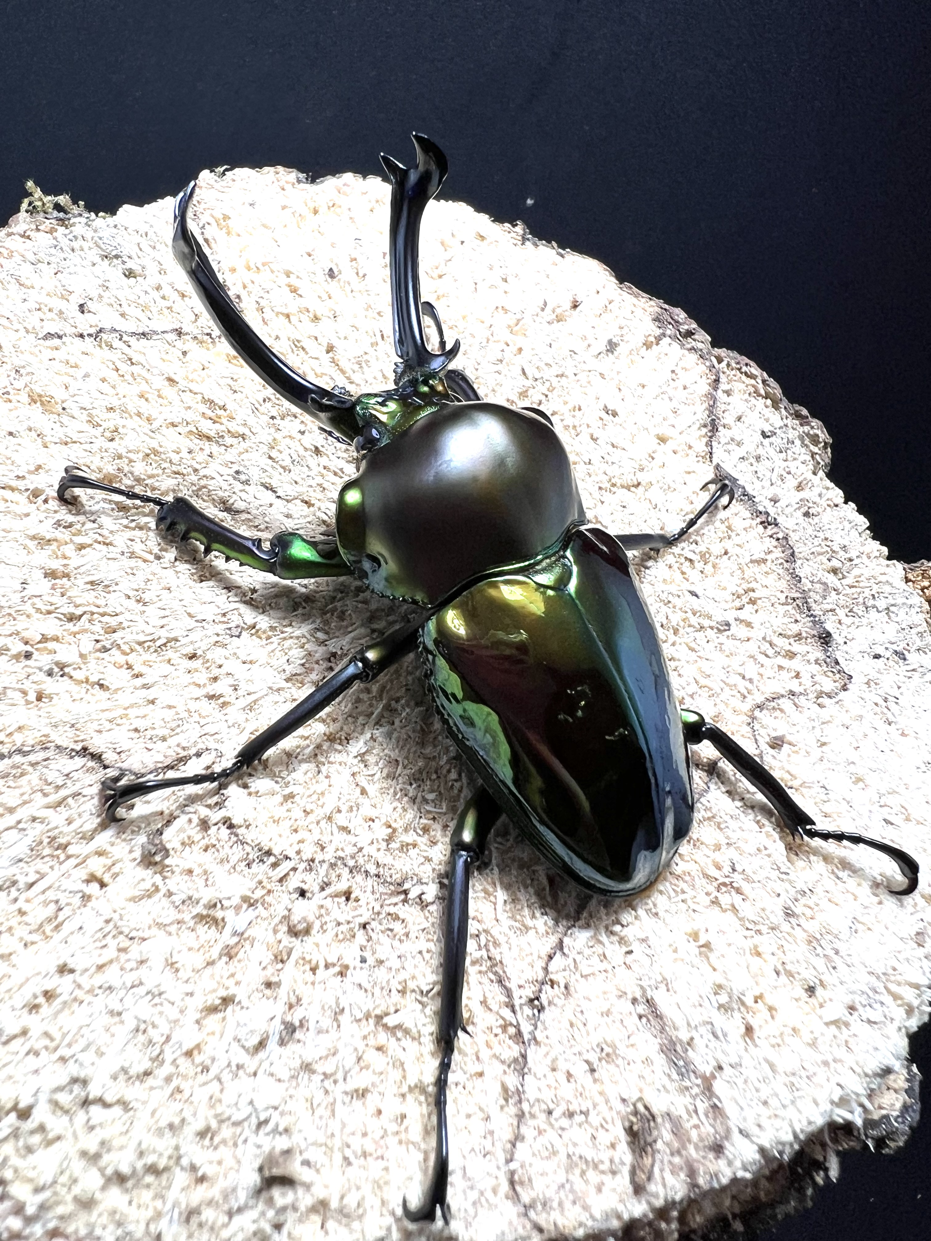 Phalacrognathus muelleri 50 mm.