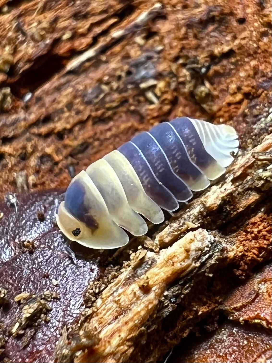 Cubaris sp. bumblebee 5 each